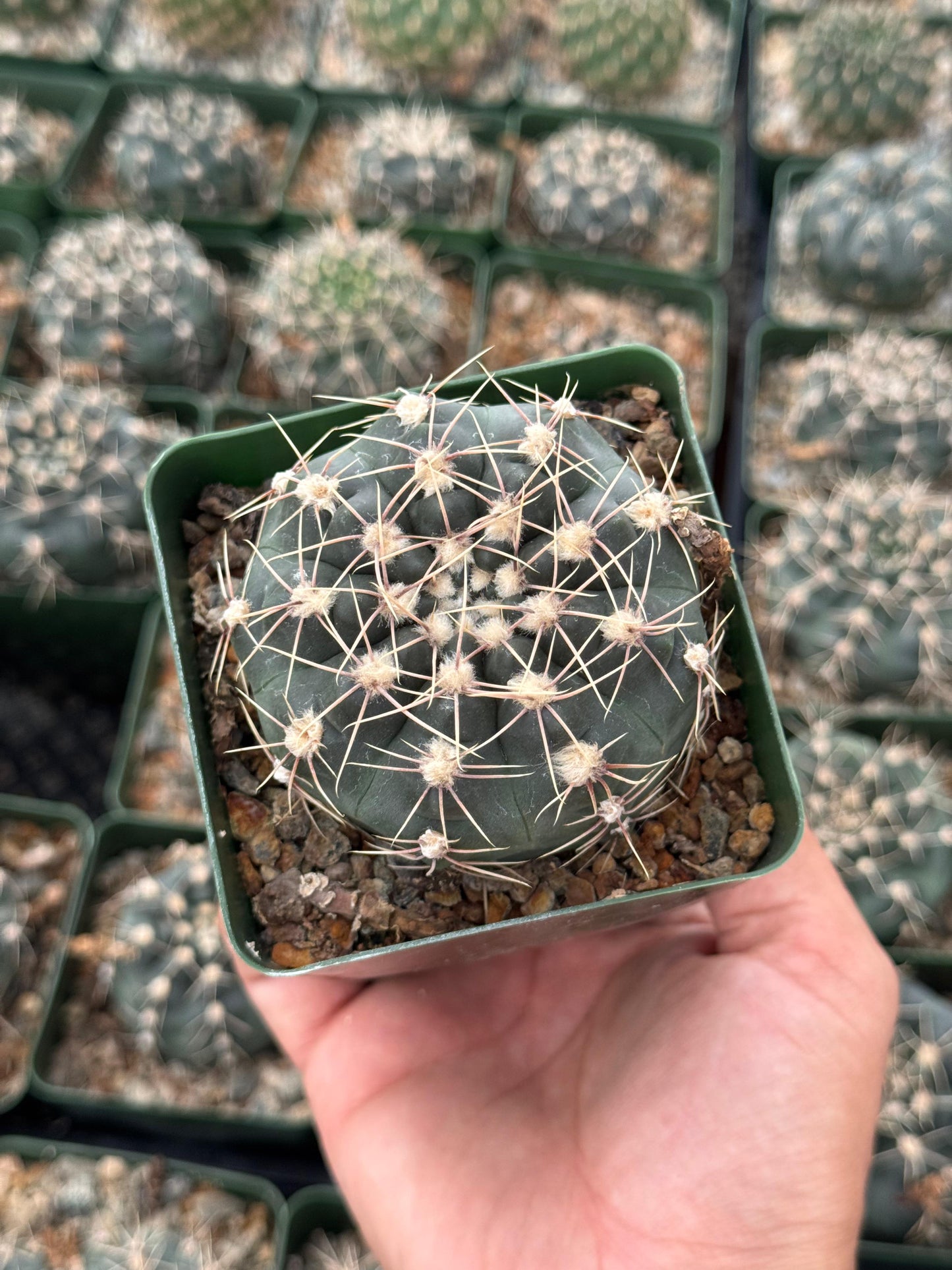 Gymnocalycium odoratum