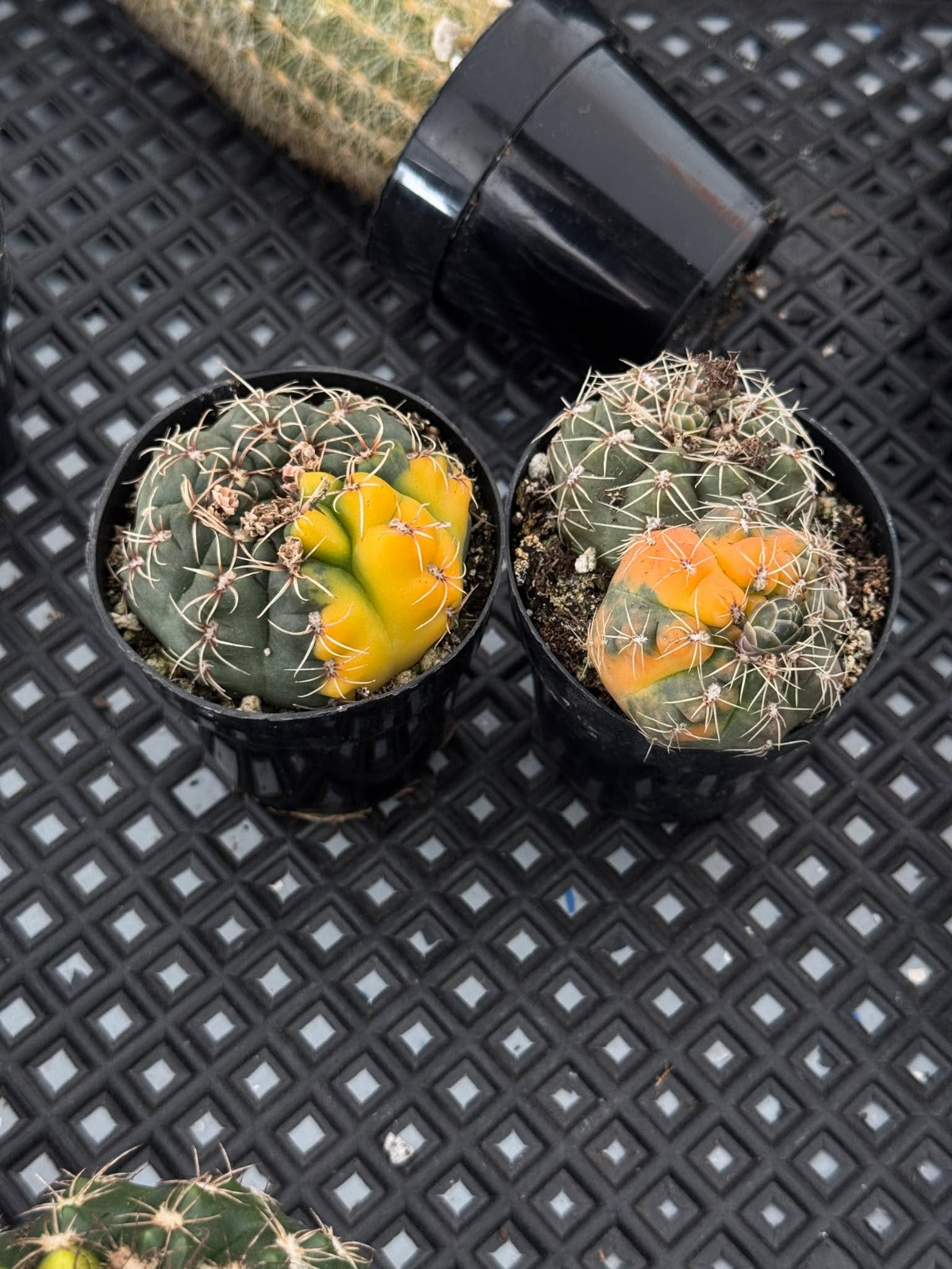 Gymnocalycium baldianum Variegado