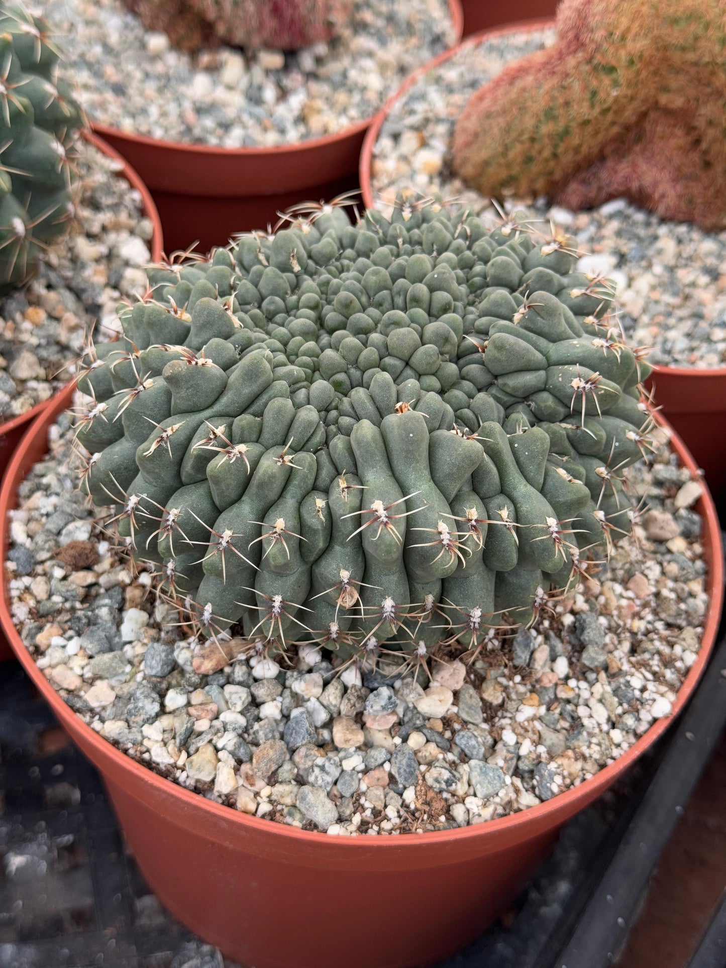Gymnocalycium baldianum f. Mounstruosa