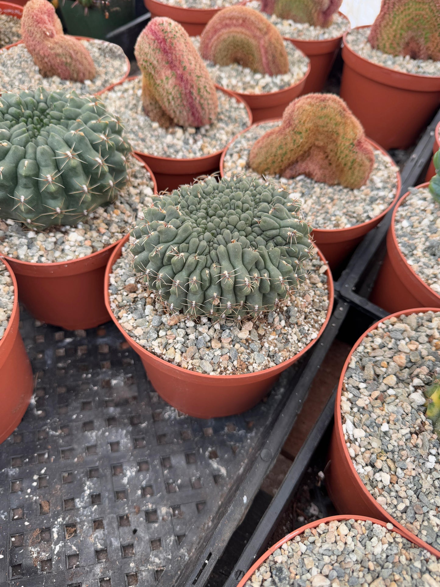 Gymnocalycium baldianum f. Mounstruosa