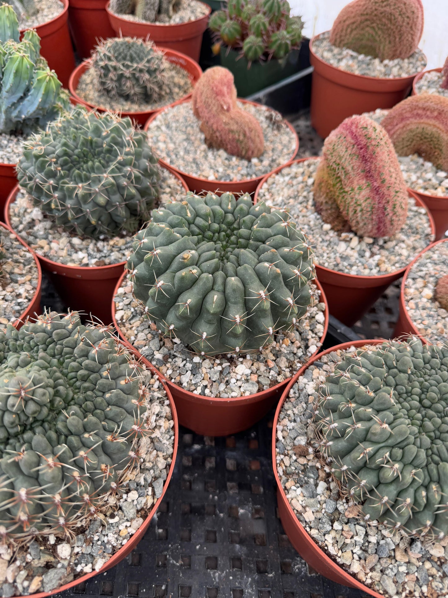 Gymnocalycium baldianum f. Mounstruosa