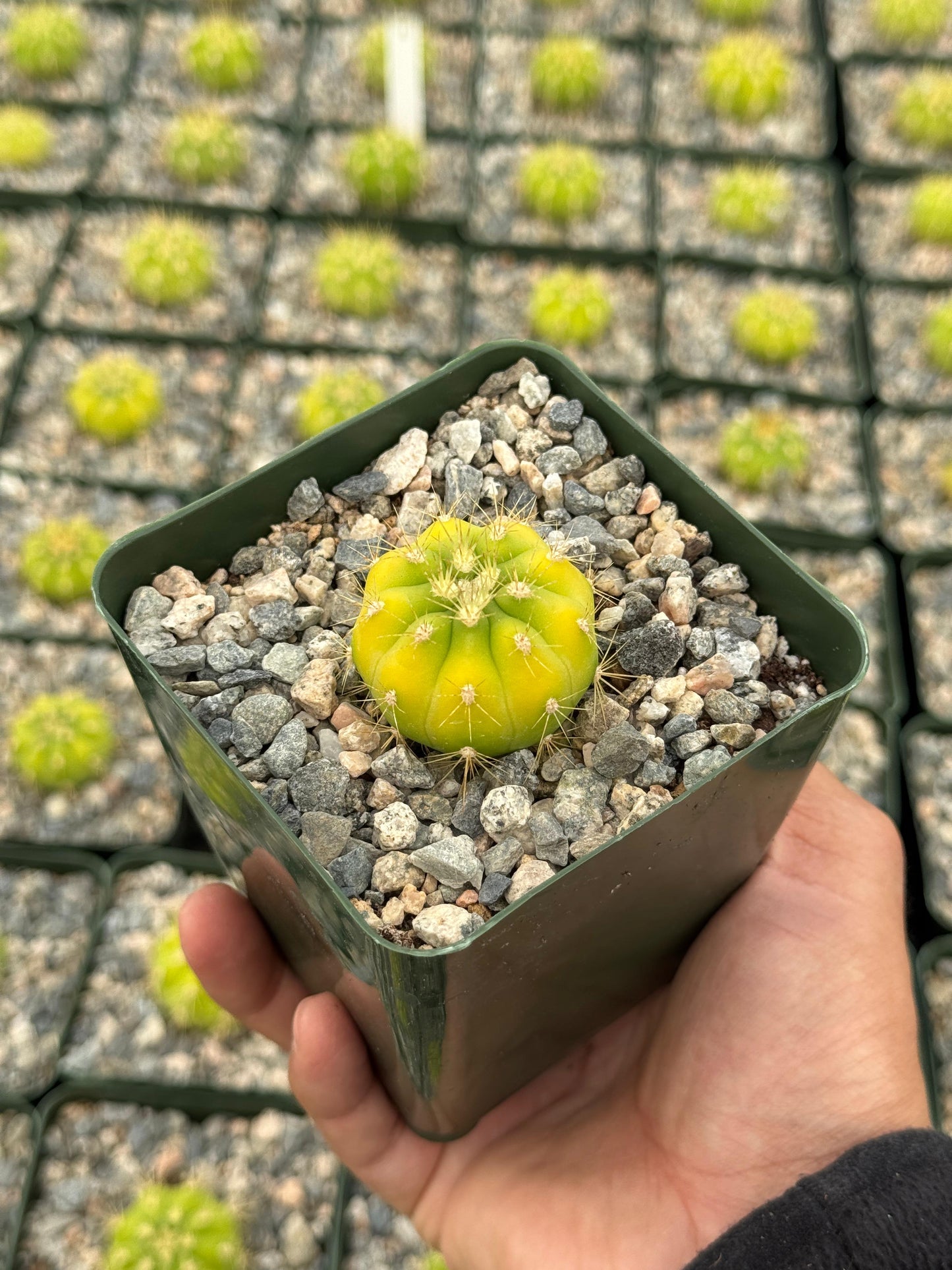 Gymnocalycium chacoense
