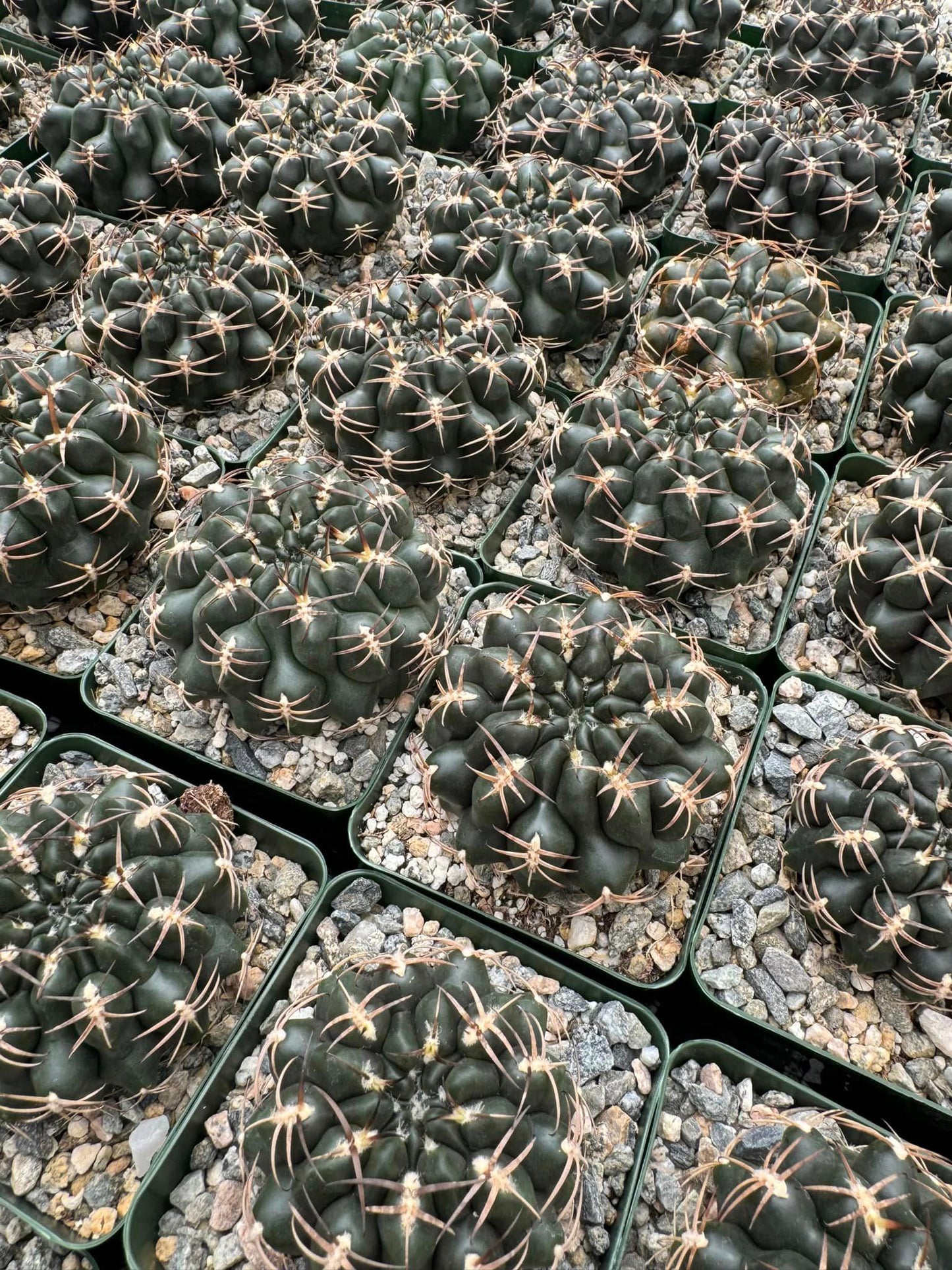Gymnocalycium marsoneri