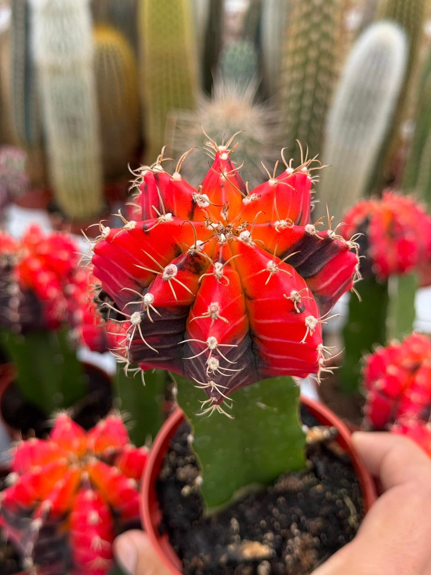 Gymnocalycium mihanovichii variegado