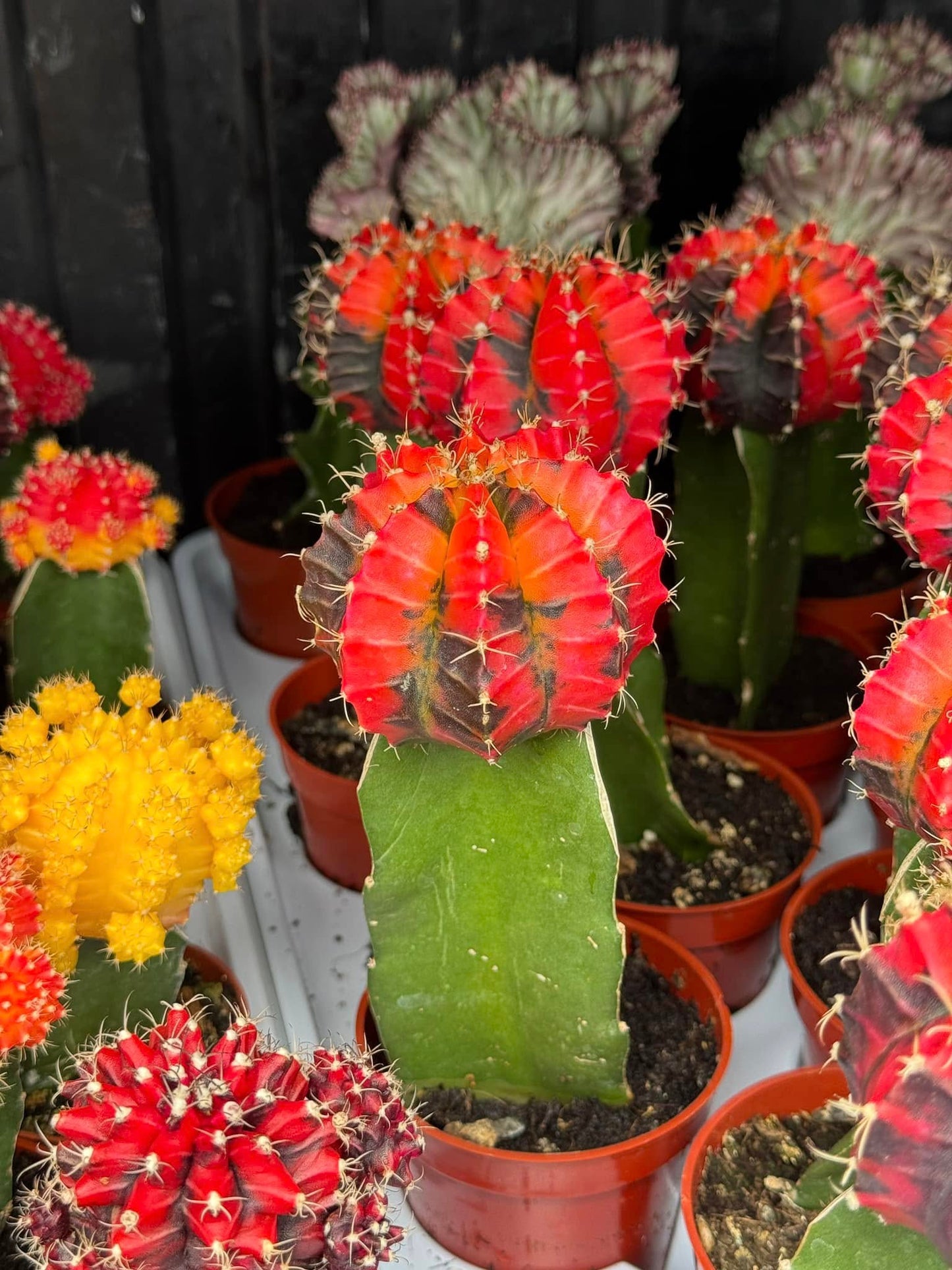 Gymnocalycium mihanovichii variegado