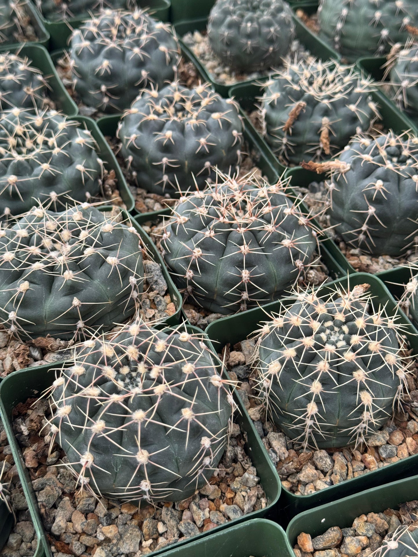Gymnocalycium odoratum
