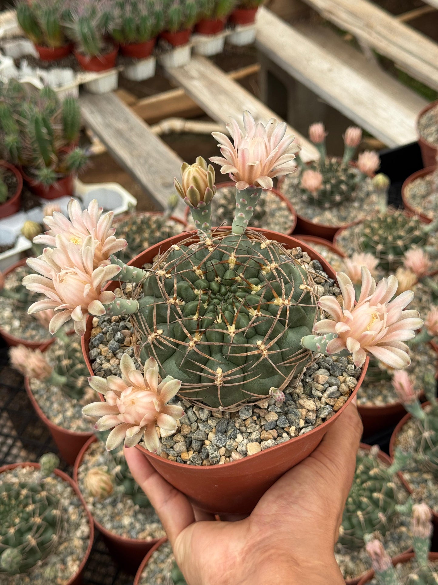 Gymnocalycium schickendantzii