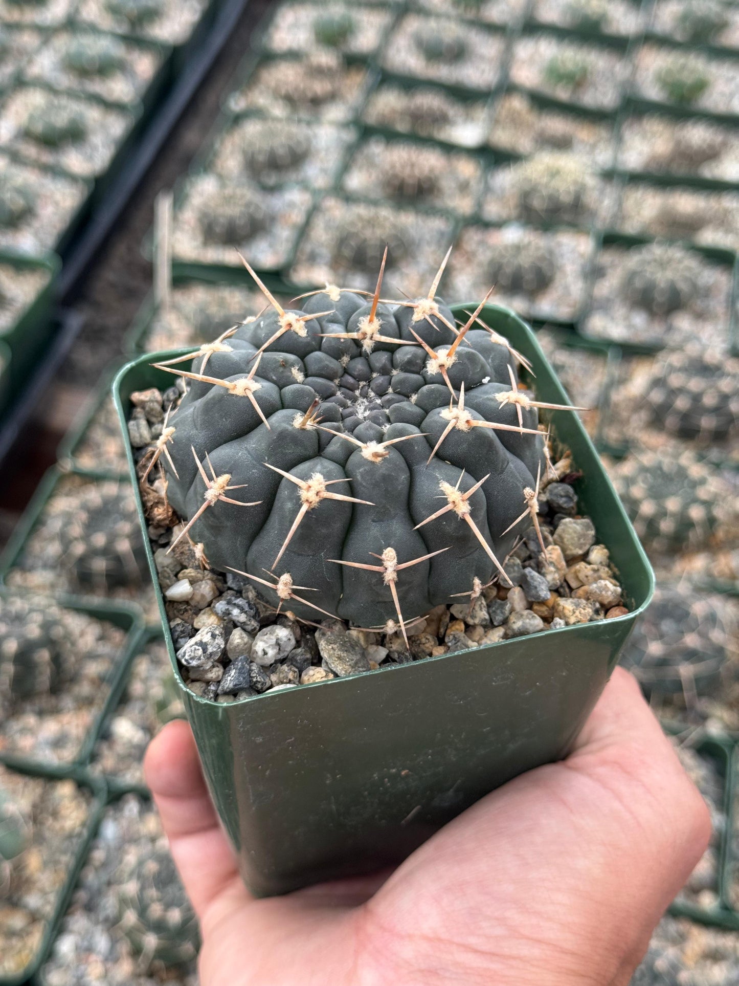 Gymnocalycium schroederianum