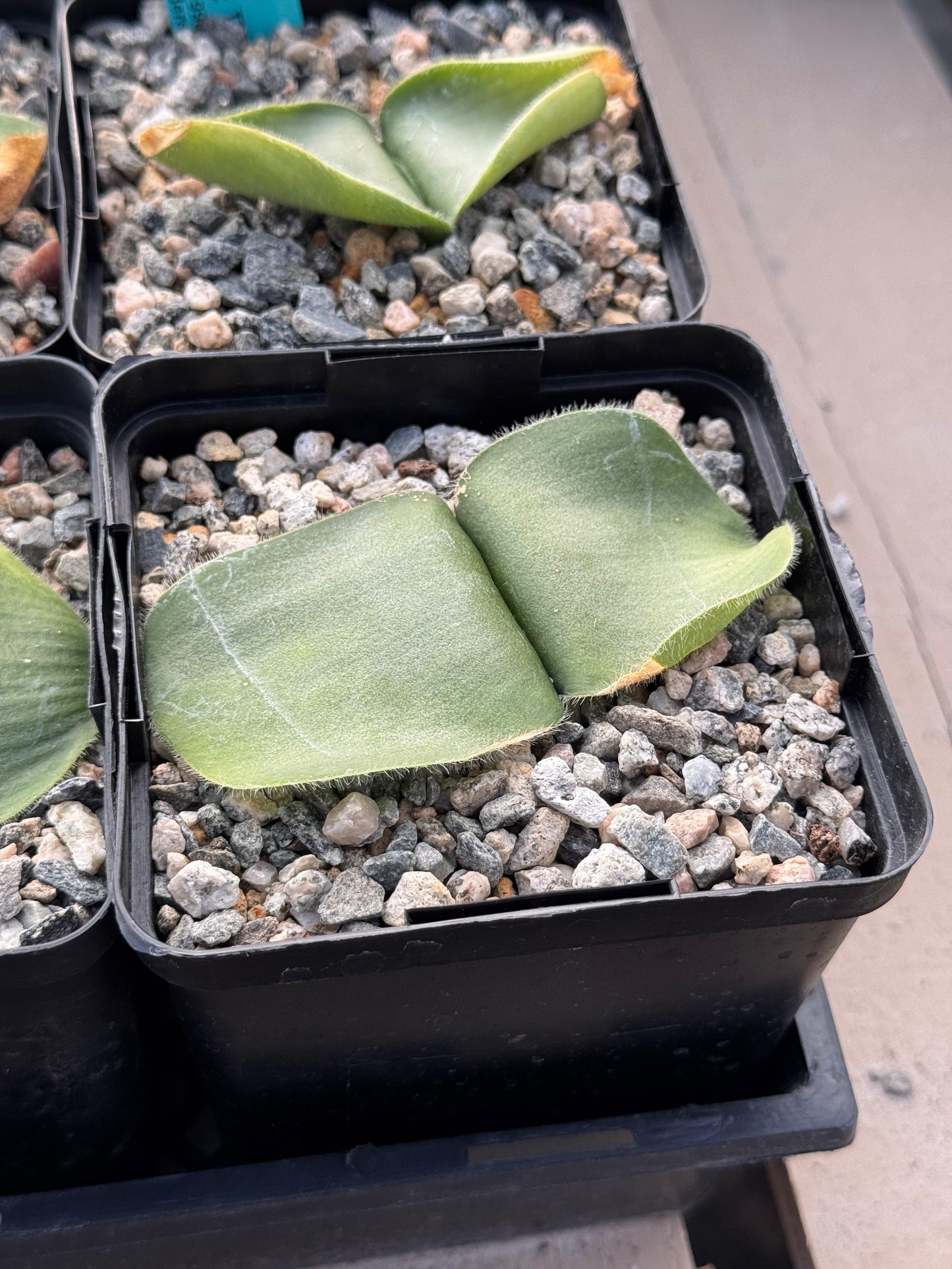 Haemanthus deformis