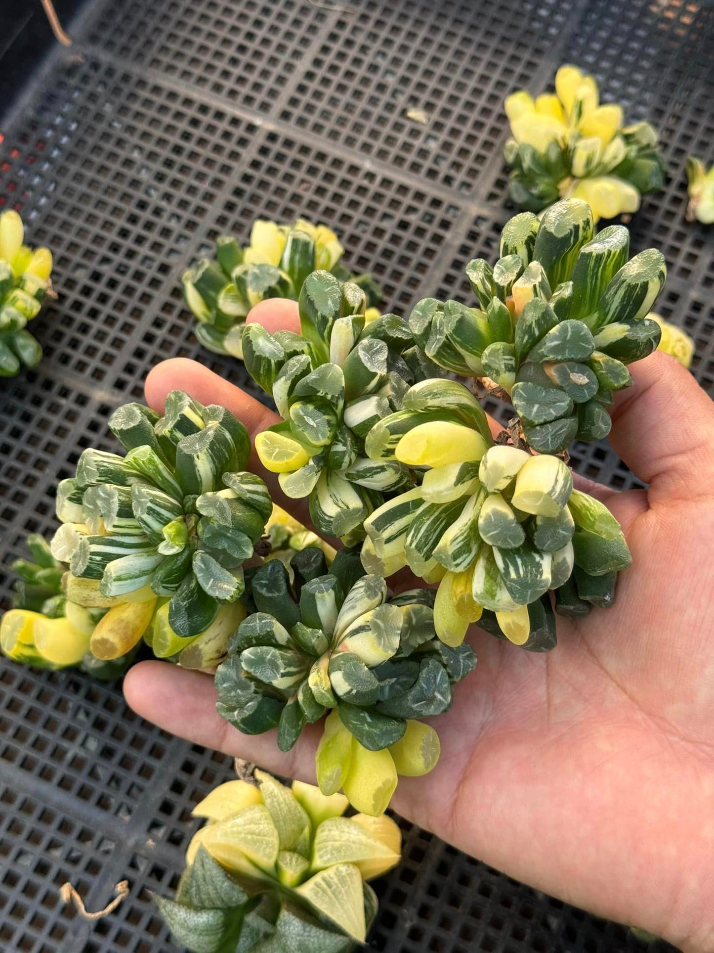 Haworthia Maughanii cluster variegado