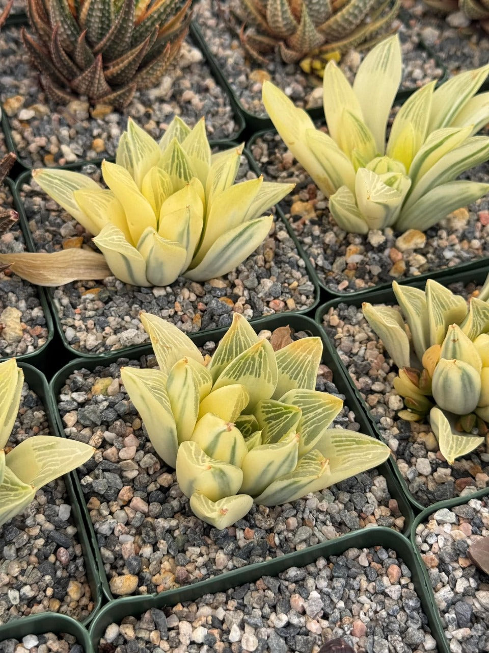 Haworthia Retusa reverse variegada
