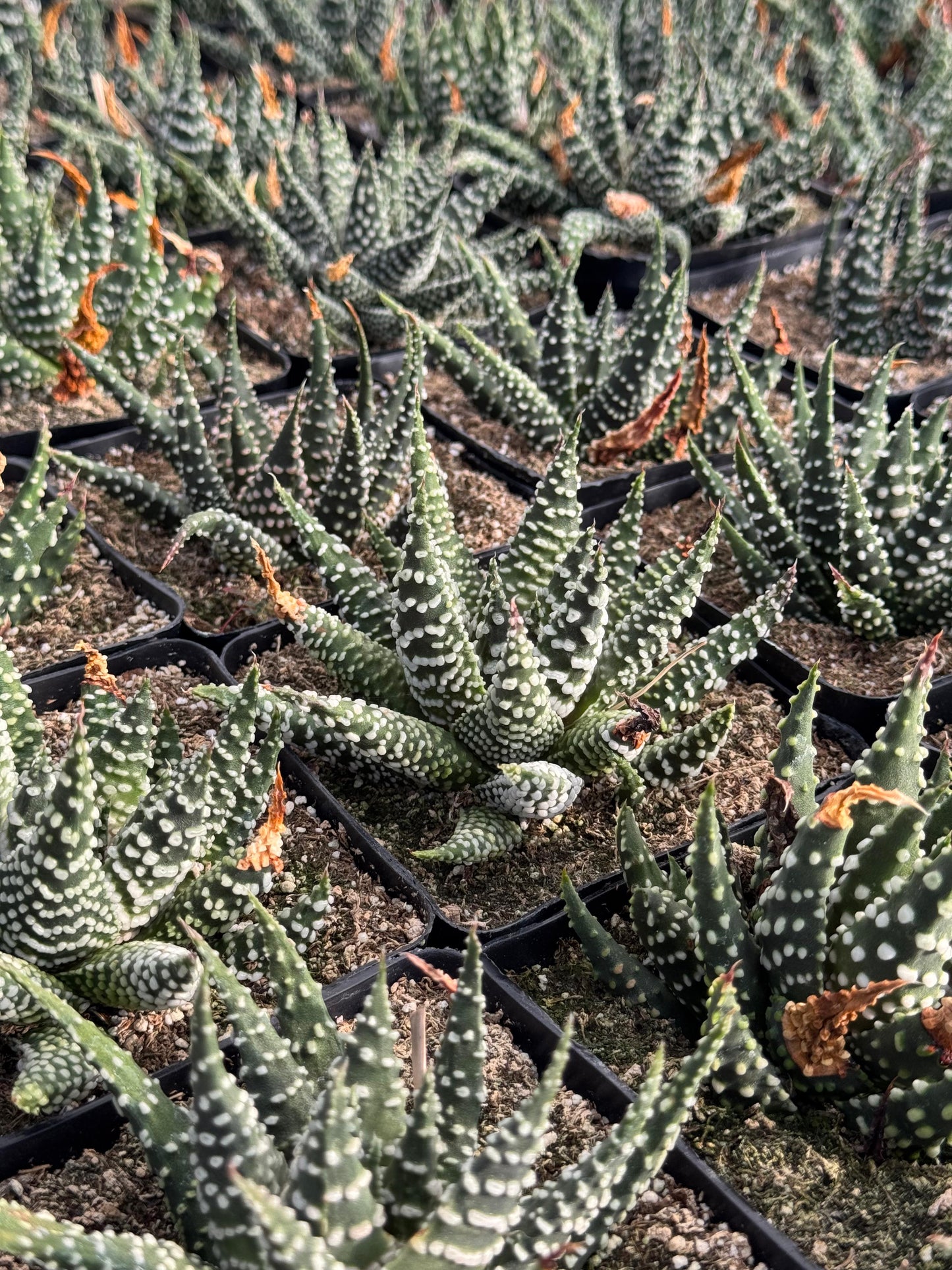 Haworthia Pumila
