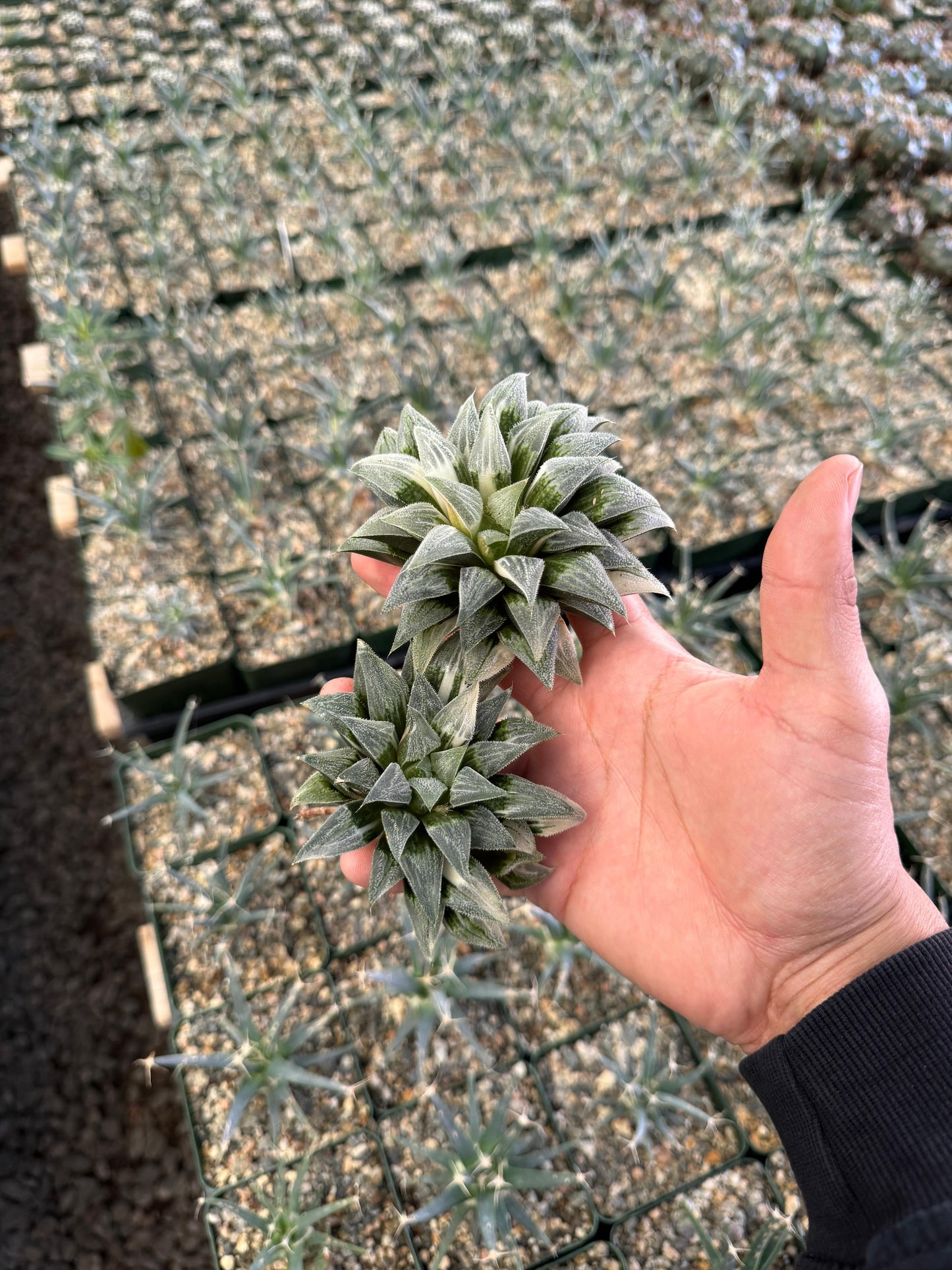 Haworthia emelyae variegada