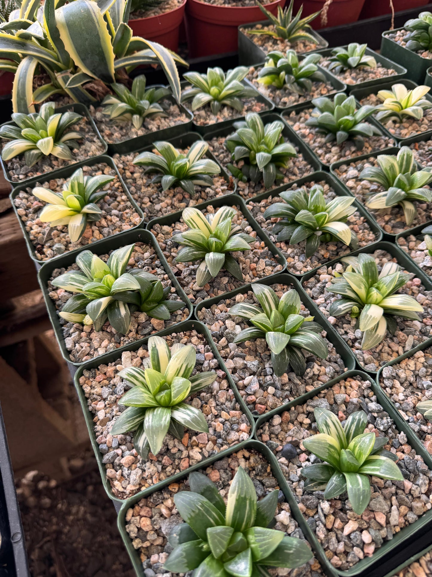Haworthia heidelbergensis Variegada