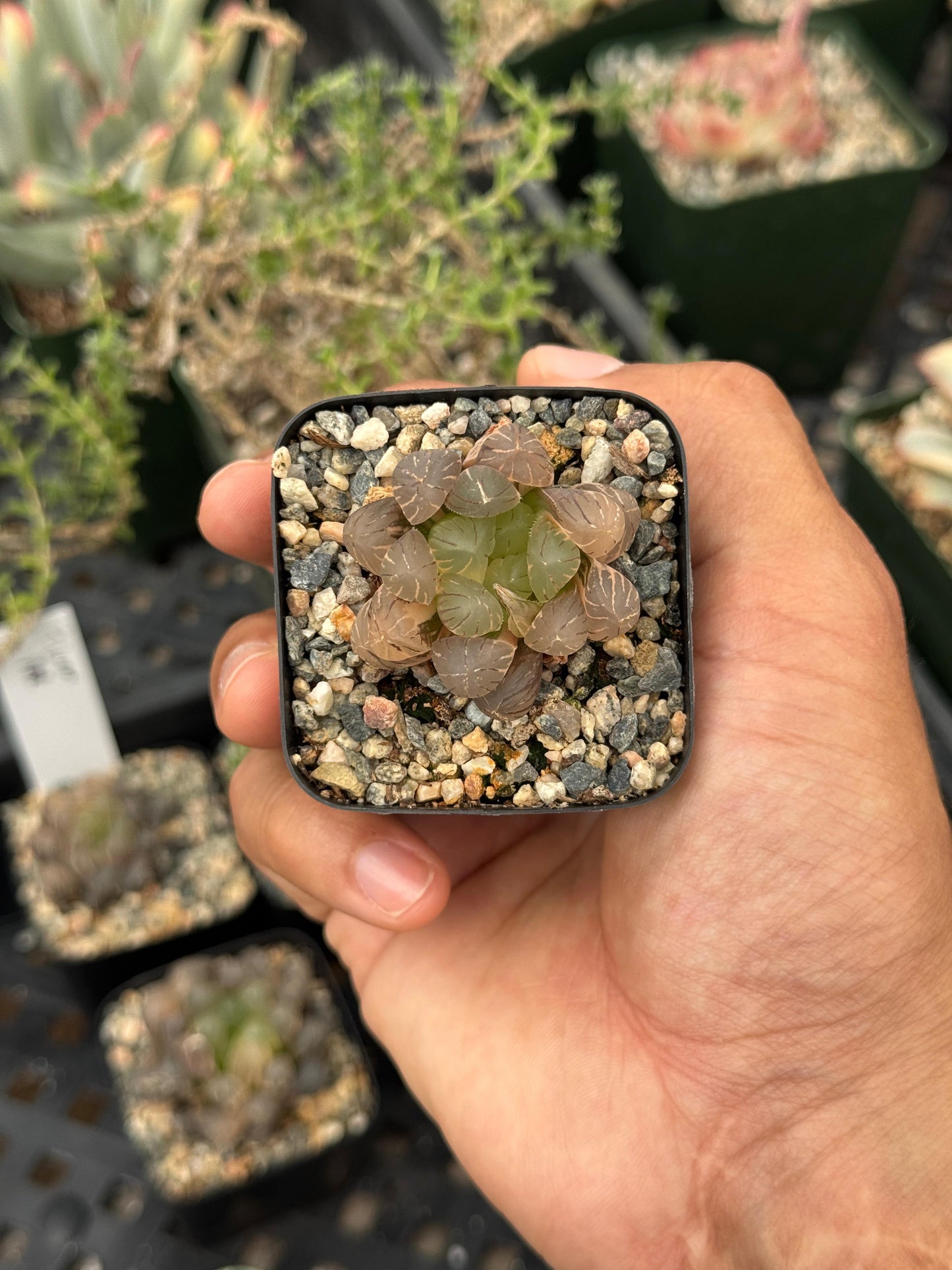 Haworthia cooperi Variegada