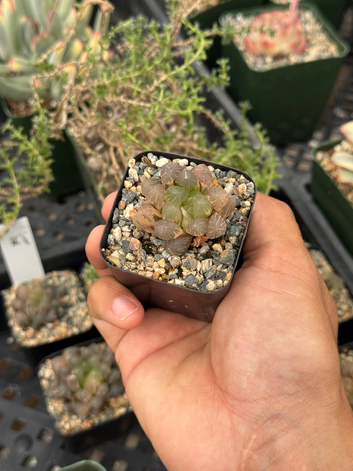 Haworthia cooperi Variegada