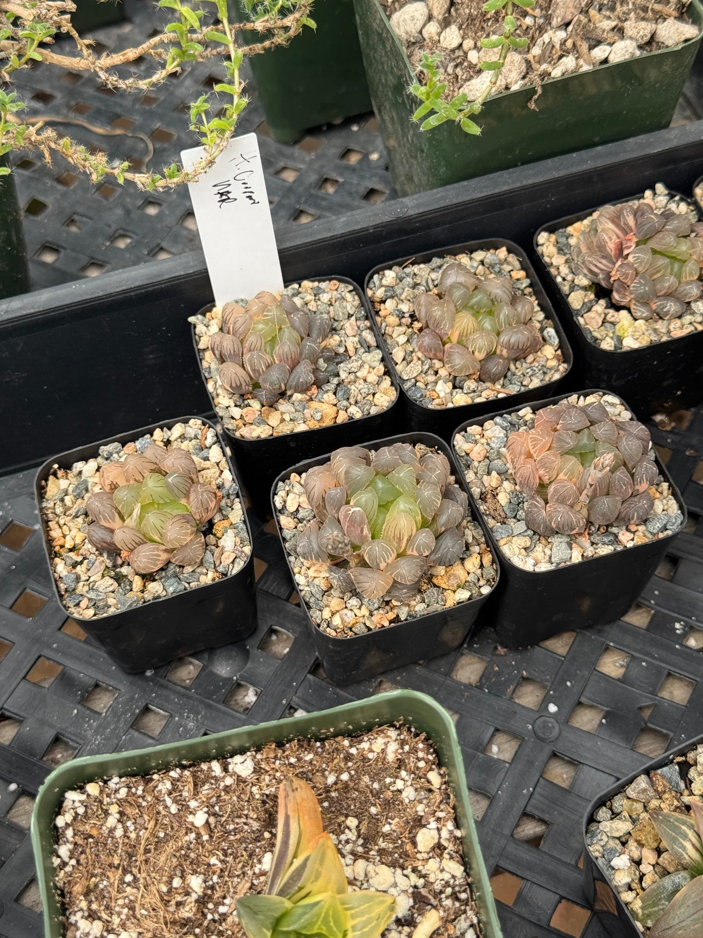 Haworthia cooperi Variegada