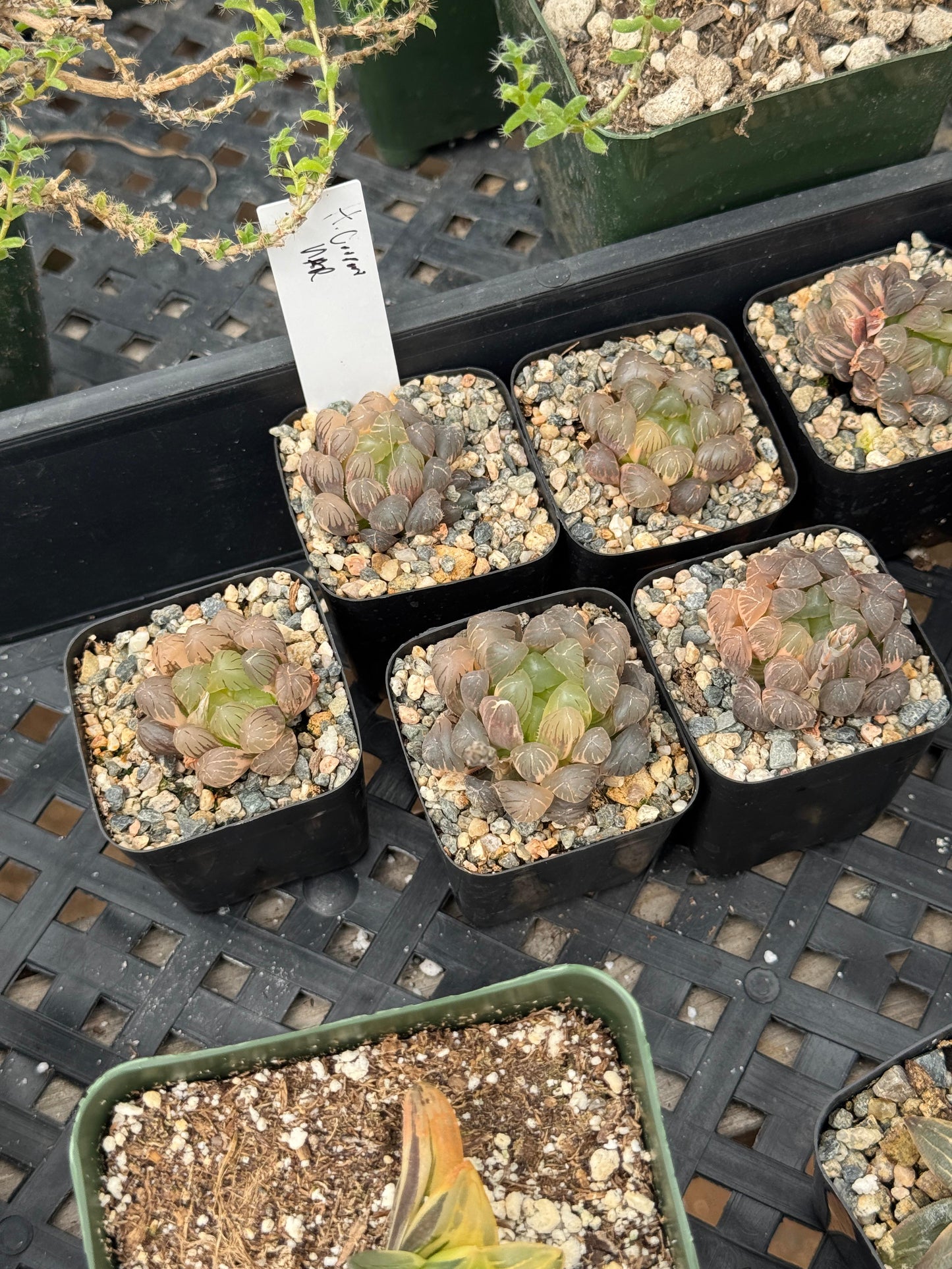 Haworthia cooperi Variegada