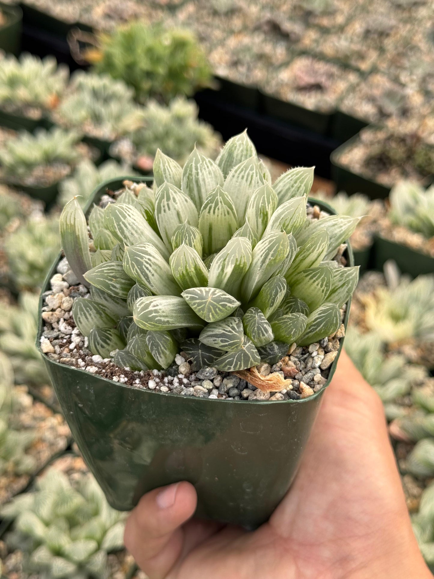 Haworthia cooperi obtusa Variegada