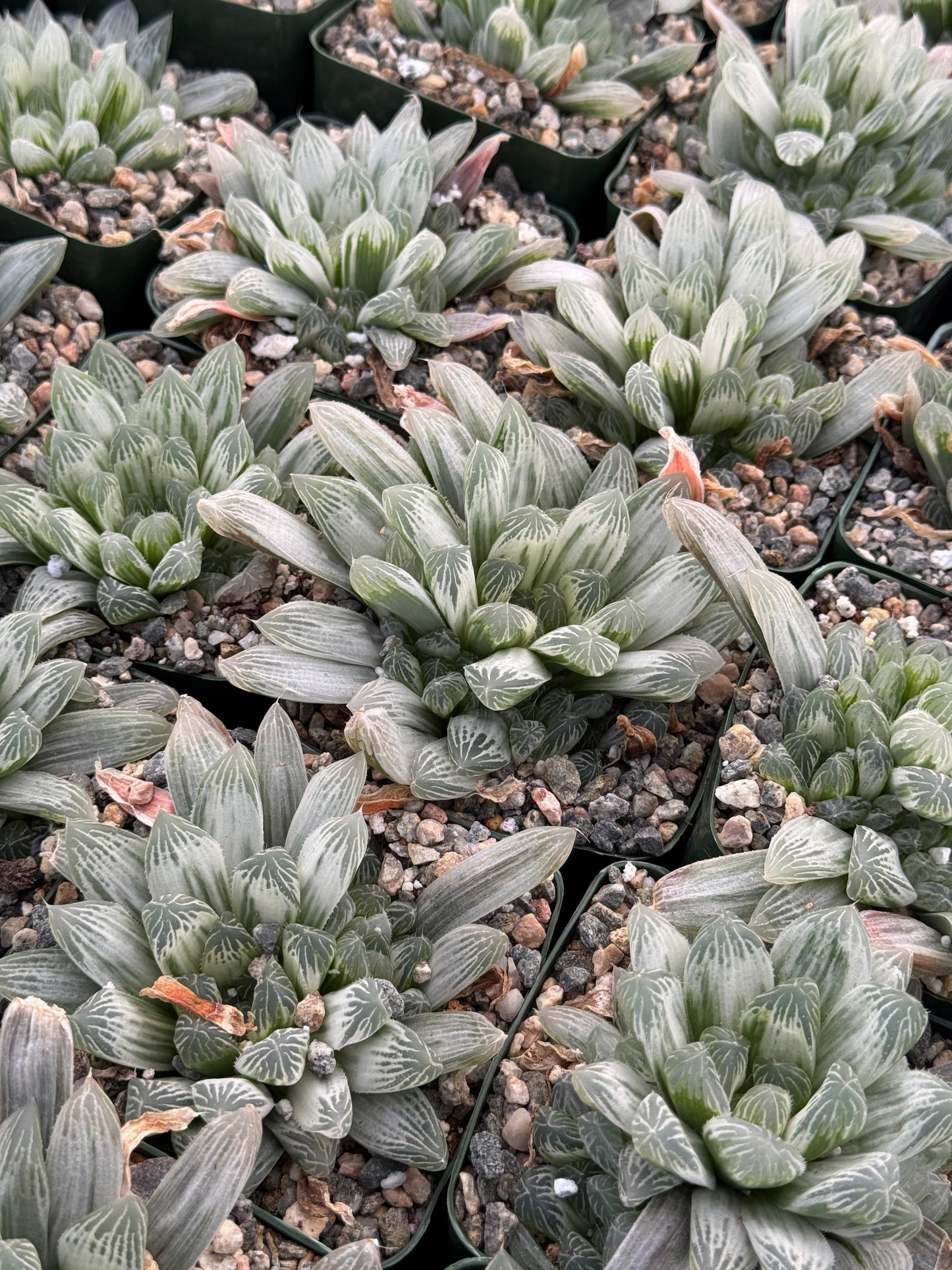Haworthia cooperi obtusa Variegada