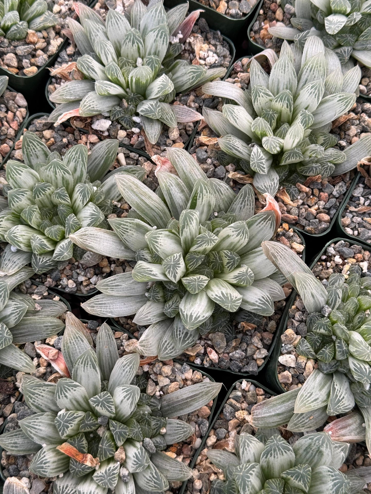 Haworthia cooperi obtusa Variegada