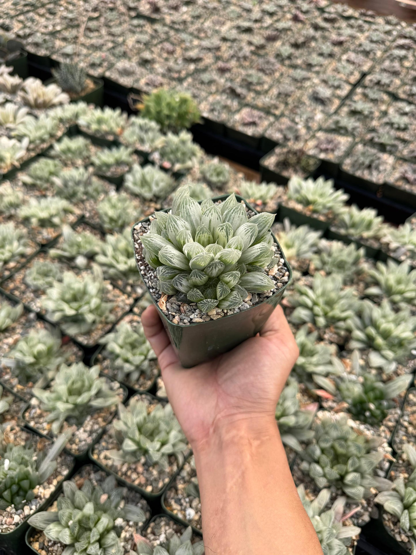 Haworthia cooperi obtusa Variegada