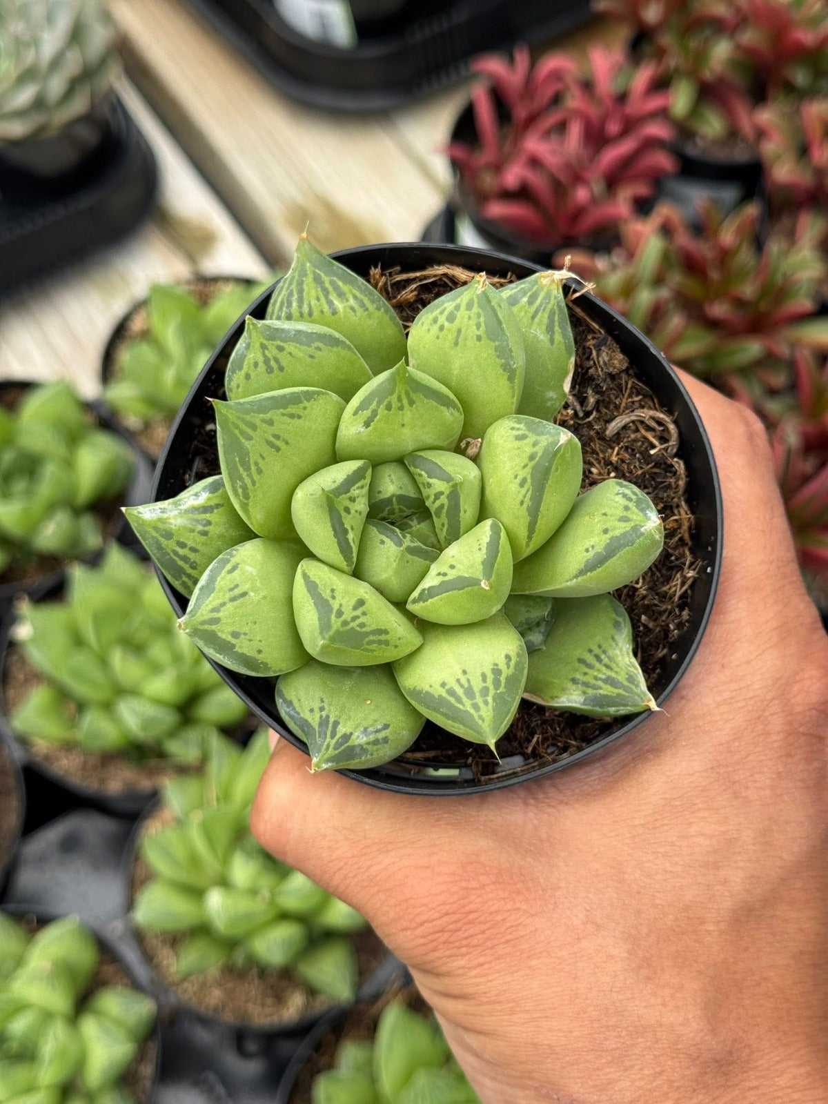 Haworthia cuspidata