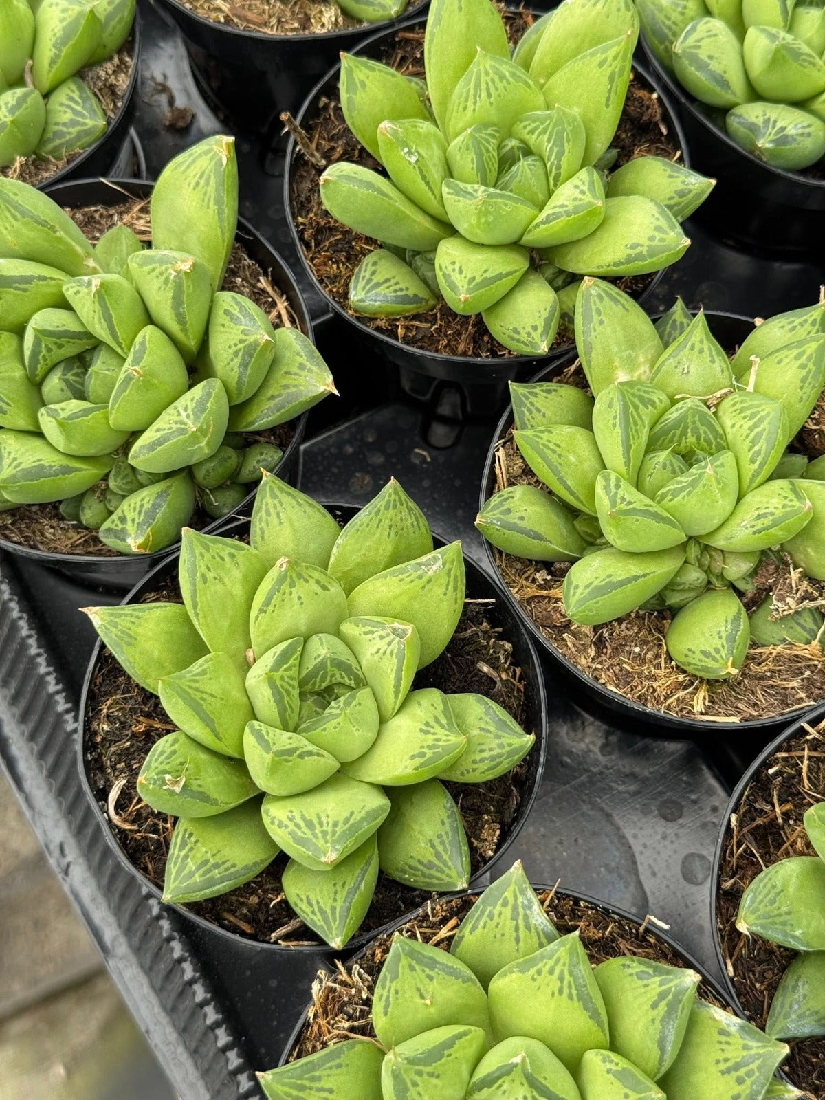 Haworthia cuspidata