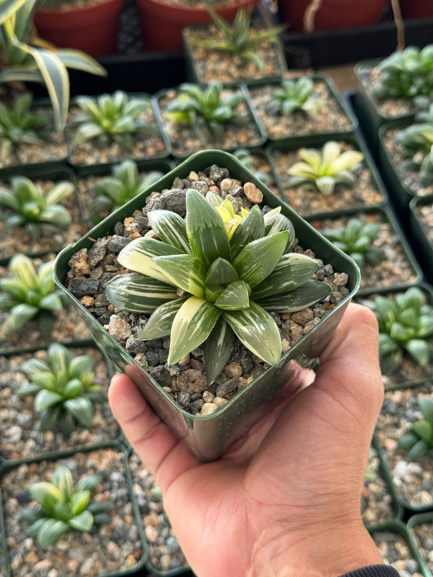 Haworthia heidelbergensis Variegada