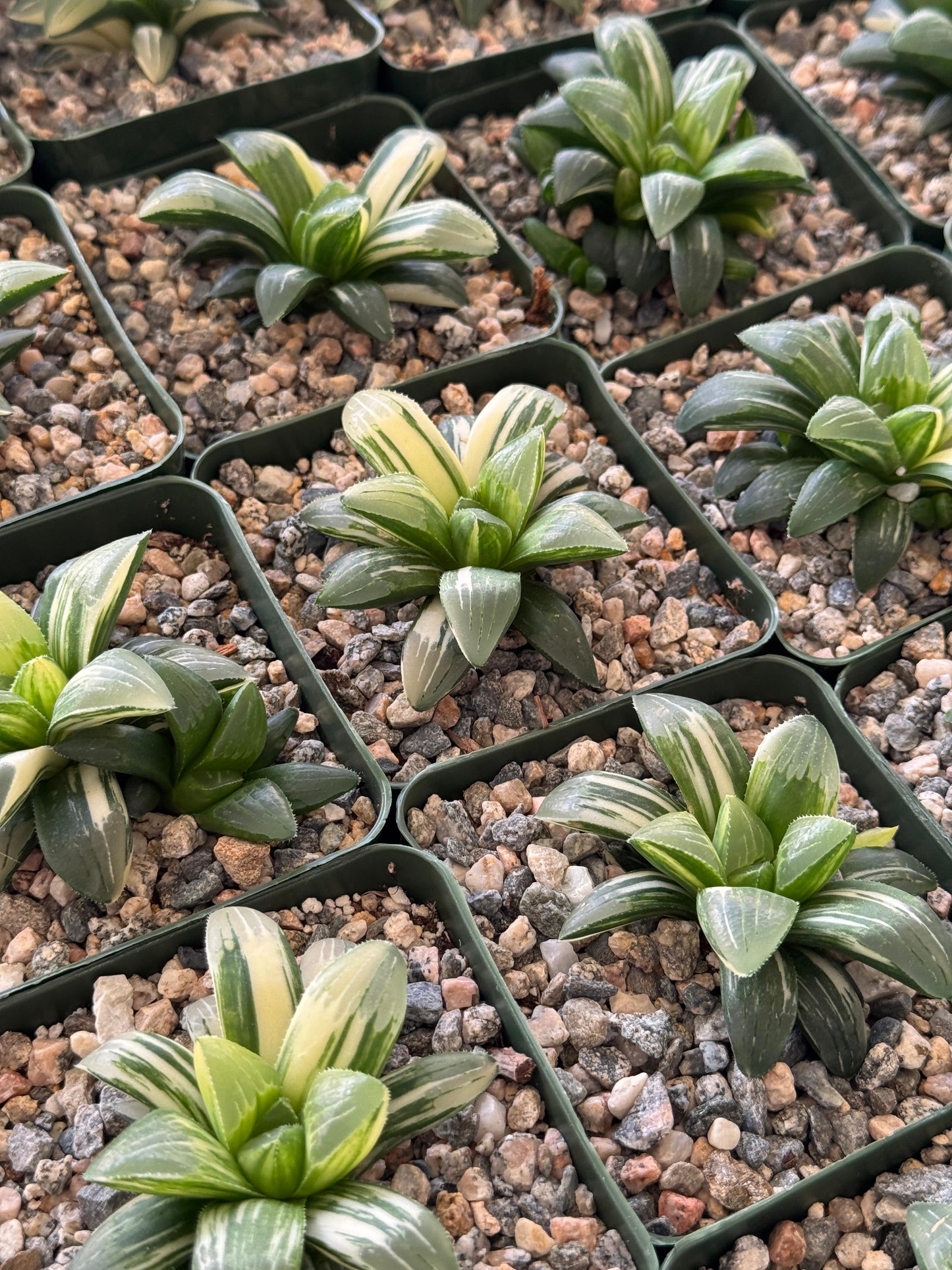 Haworthia heidelbergensis Variegada