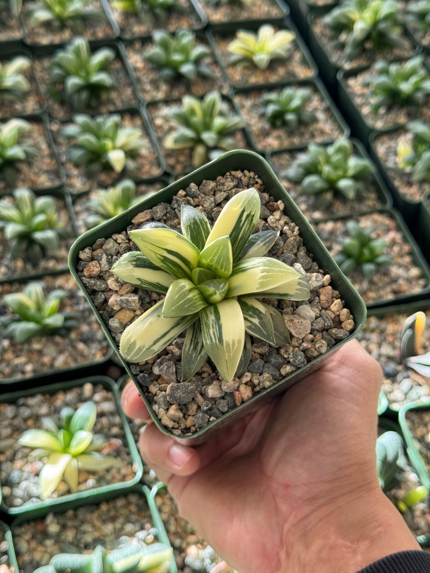 Haworthia heidelbergensis Variegada