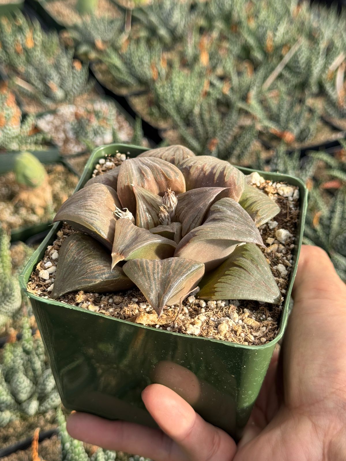 Haworthia mutica var. Nigra