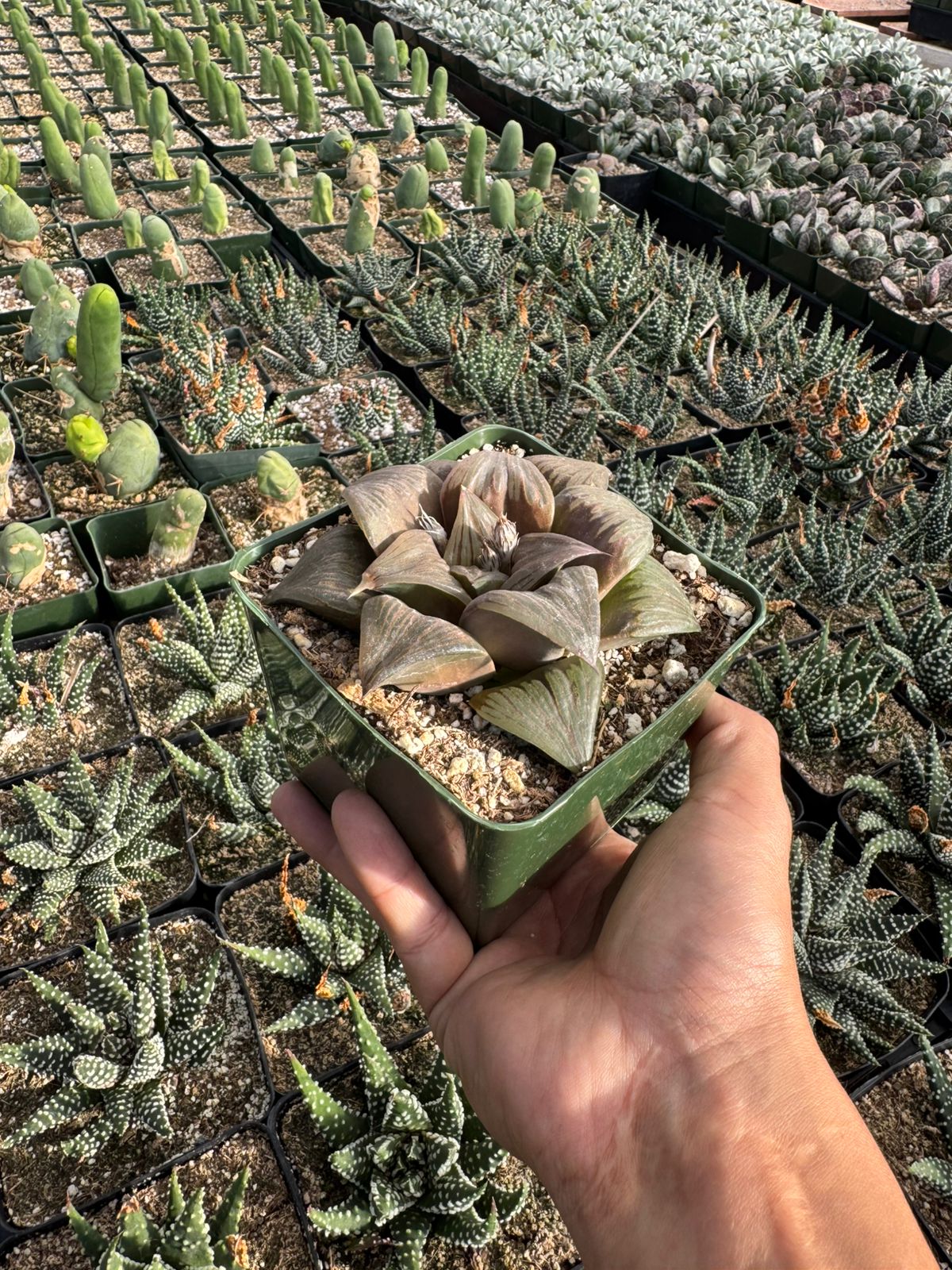 Haworthia mutica var. Nigra