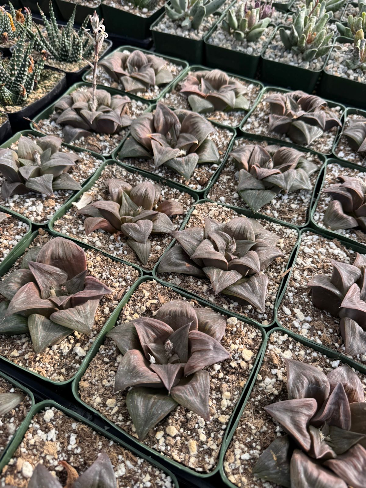 Haworthia mutica var. Nigra