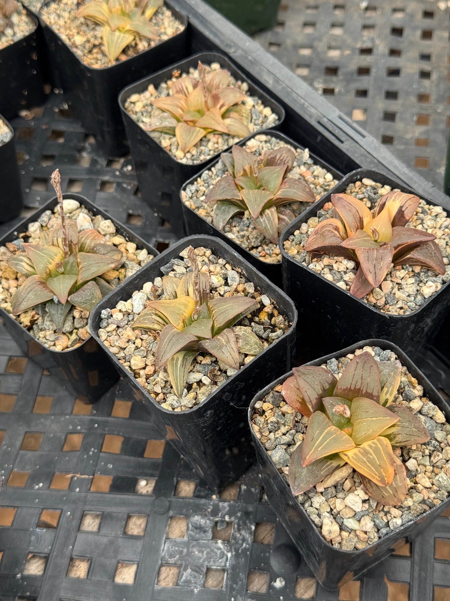 Haworthia retusa variegada