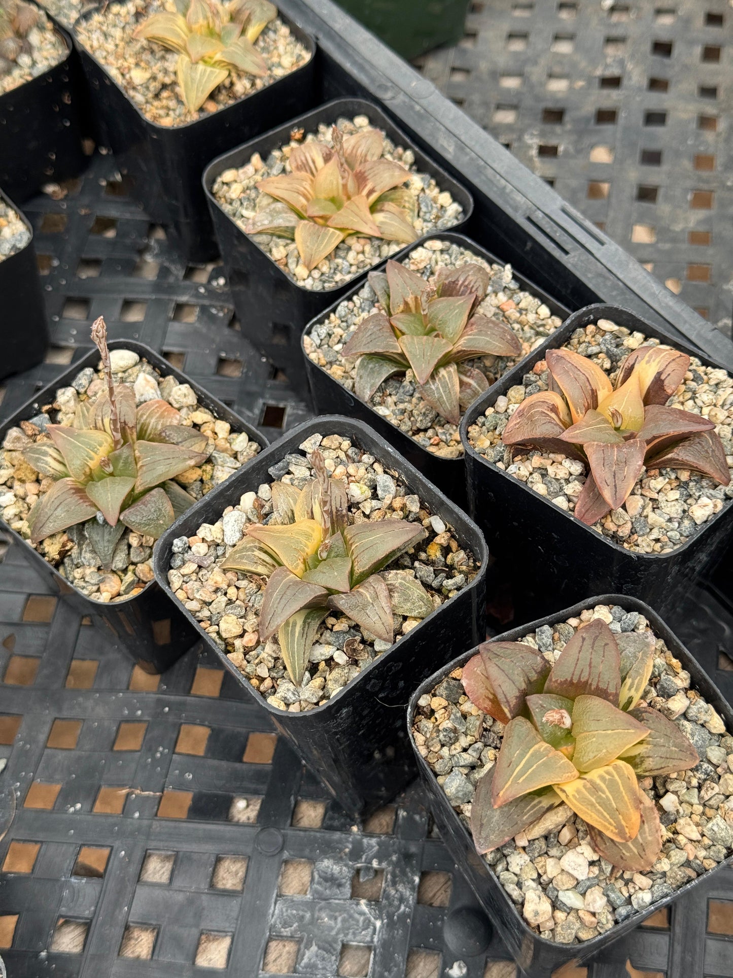 Haworthia retusa variegada