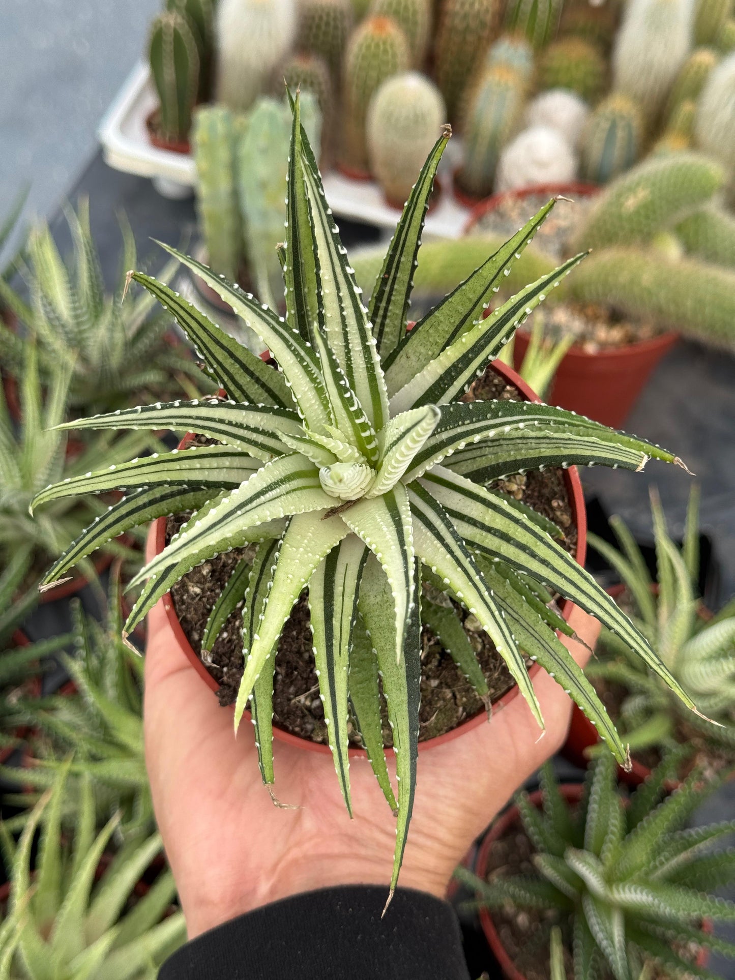 Haworthias fasciata variegado