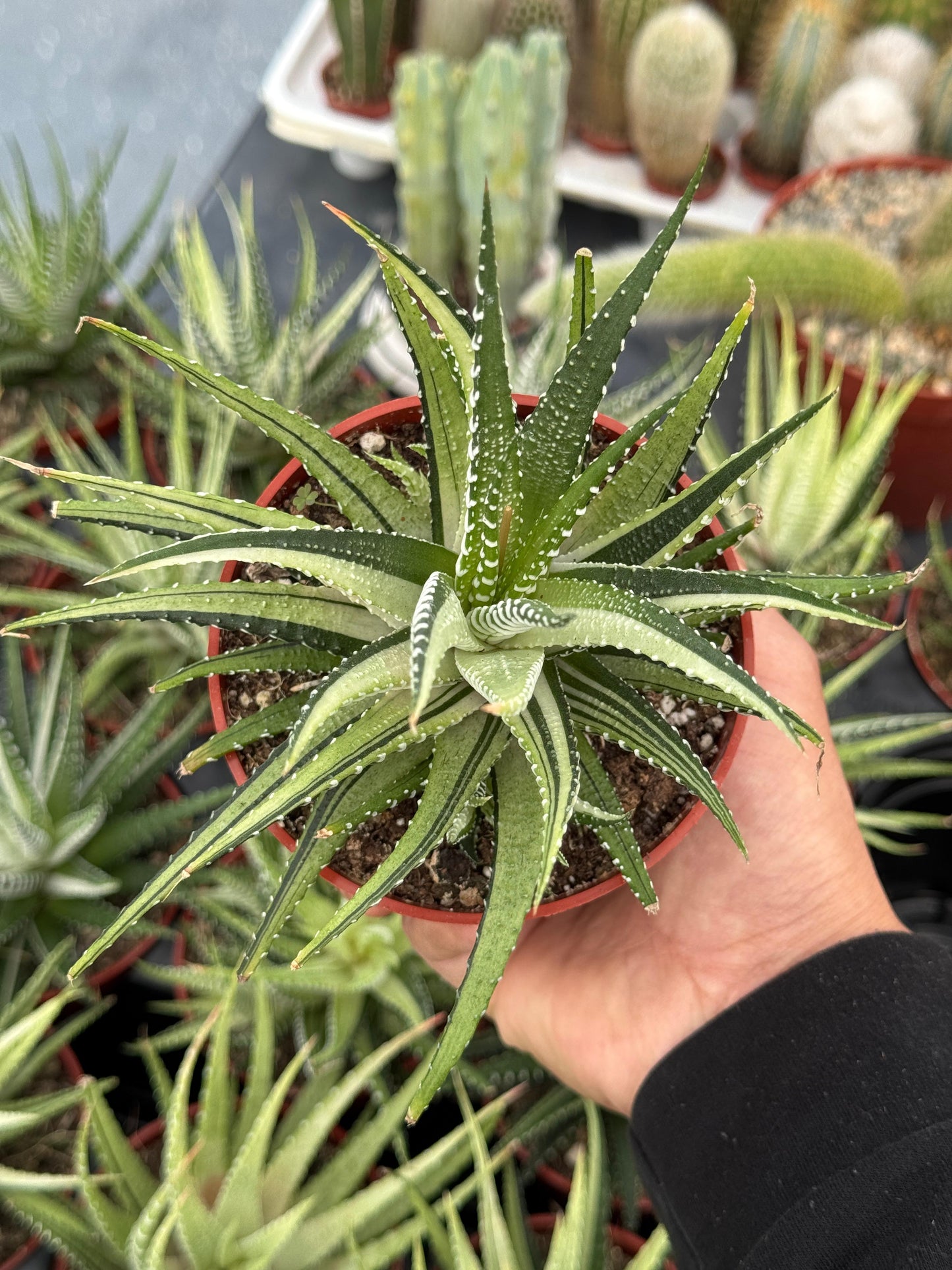 Haworthias fasciata variegado