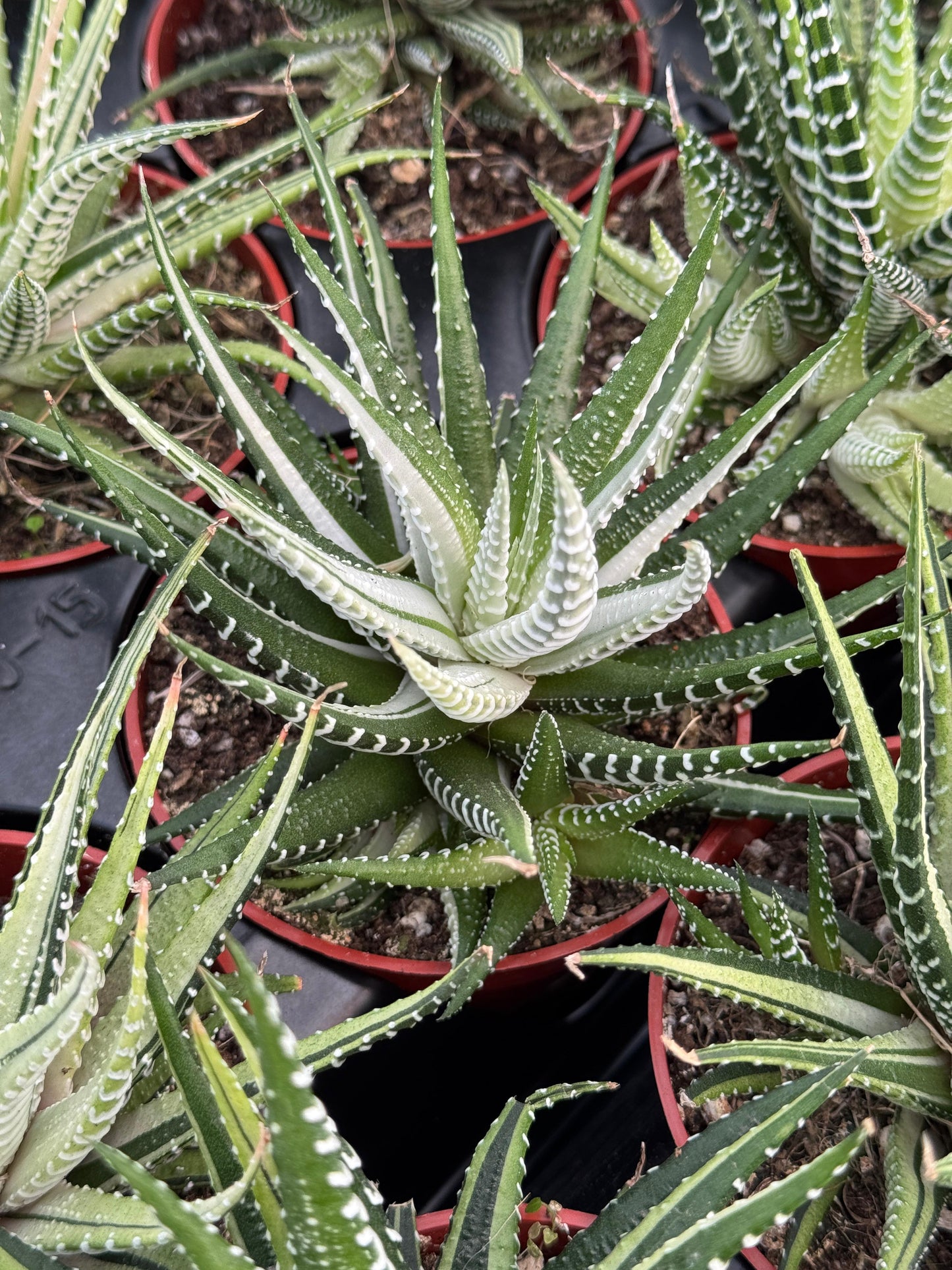 Haworthias fasciata variegado