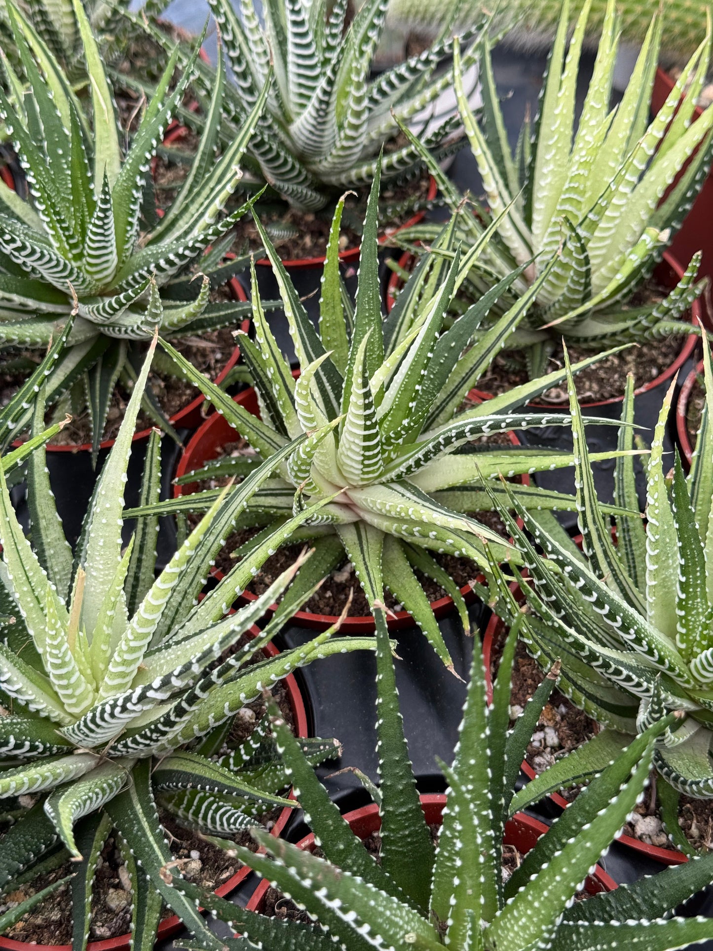 Haworthias fasciata variegado