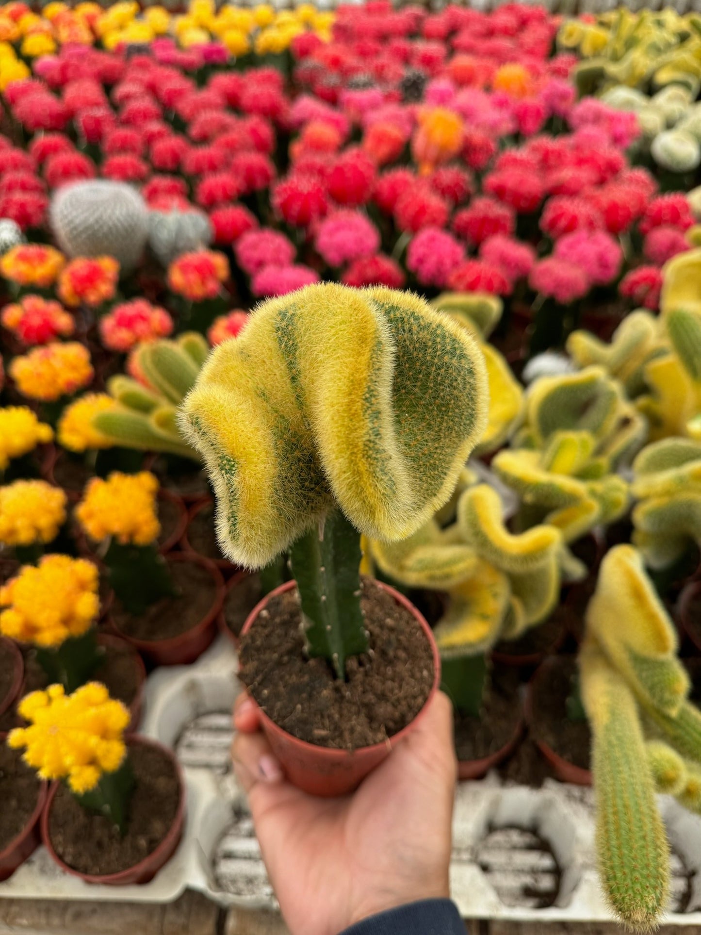 Hildewintera Colademonomis Cristata Variegada 3.5"