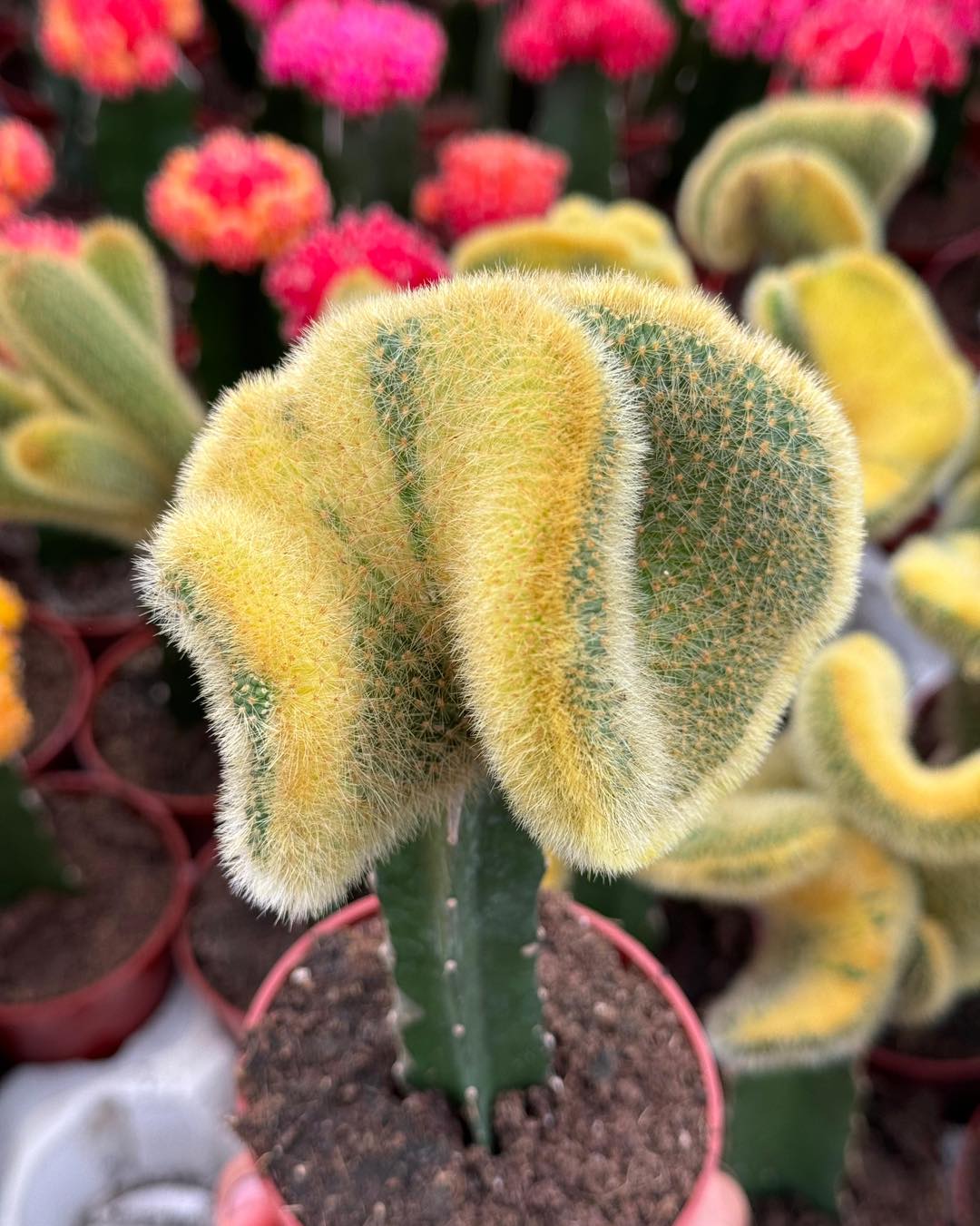 Hildewintera Colademonomis Cristata Variegada 3.5"