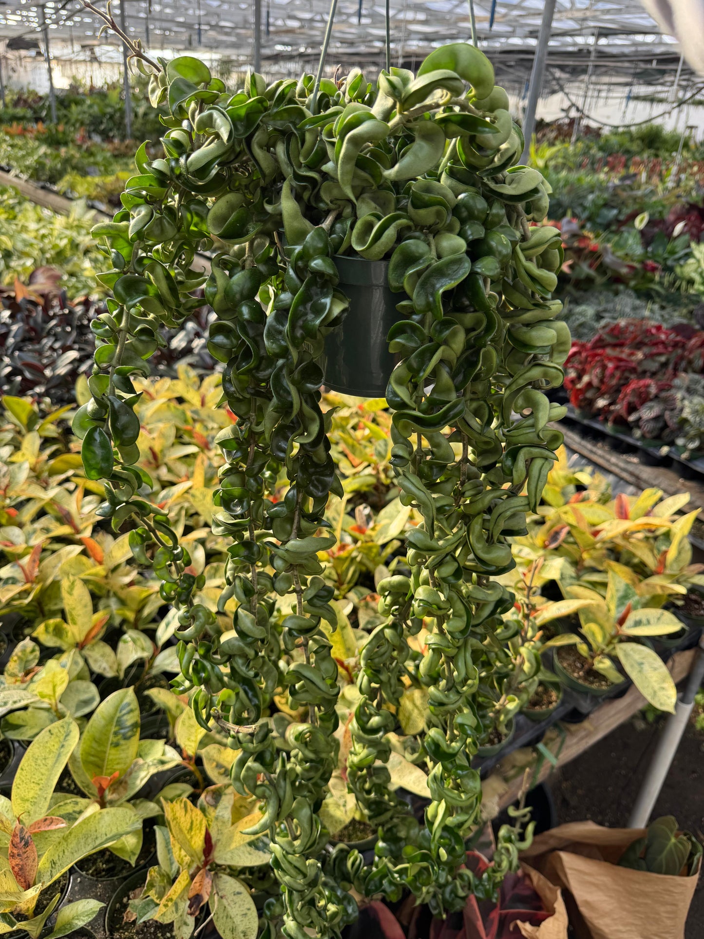 Hoya compacta jumbo