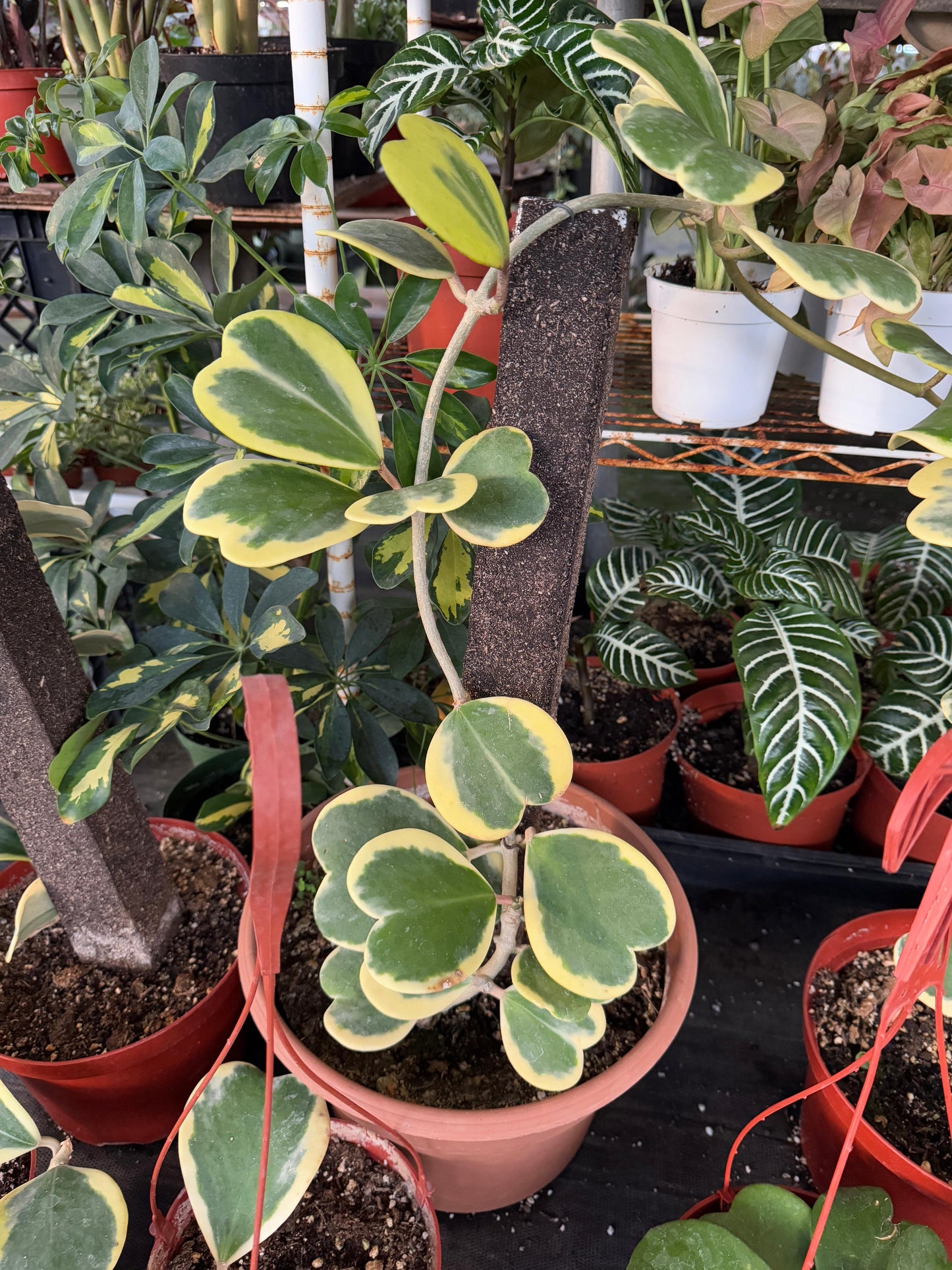 Hoyas kerry Variegada jumbo