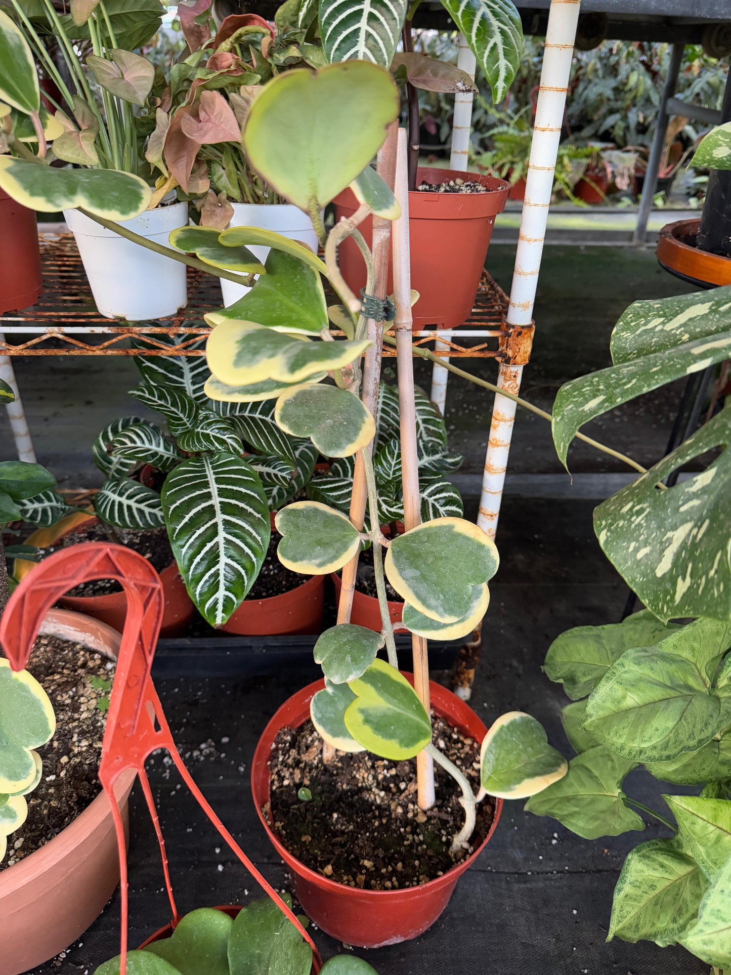 Hoyas kerry Variegada jumbo