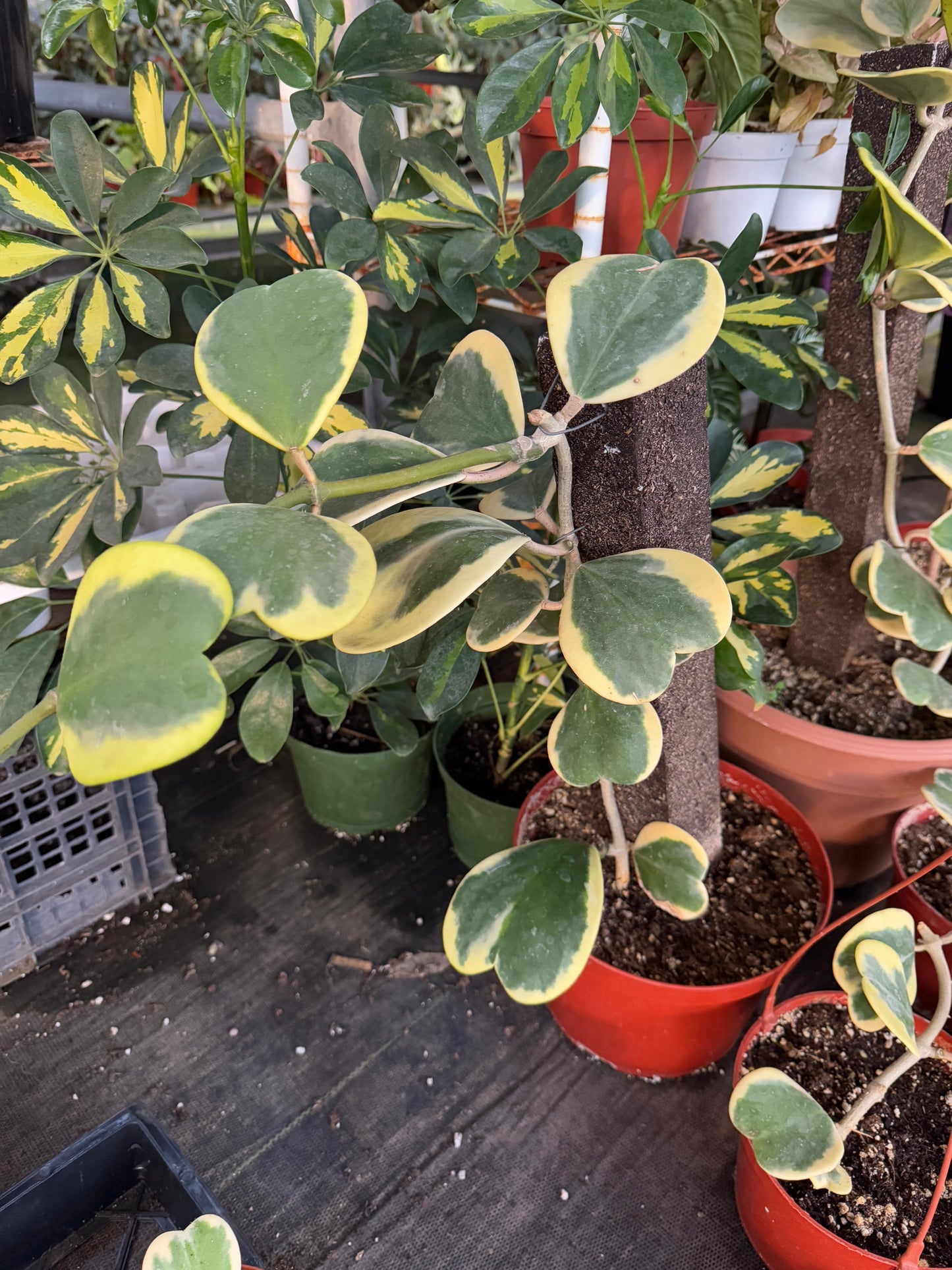 Hoyas kerry Variegada jumbo