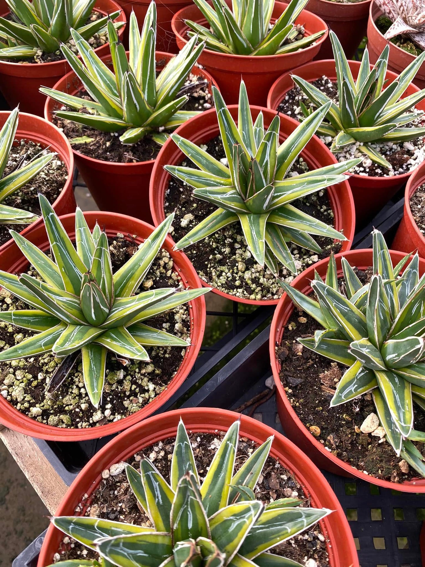 Agave Victoria Reginae 'Golden Princess' 6"