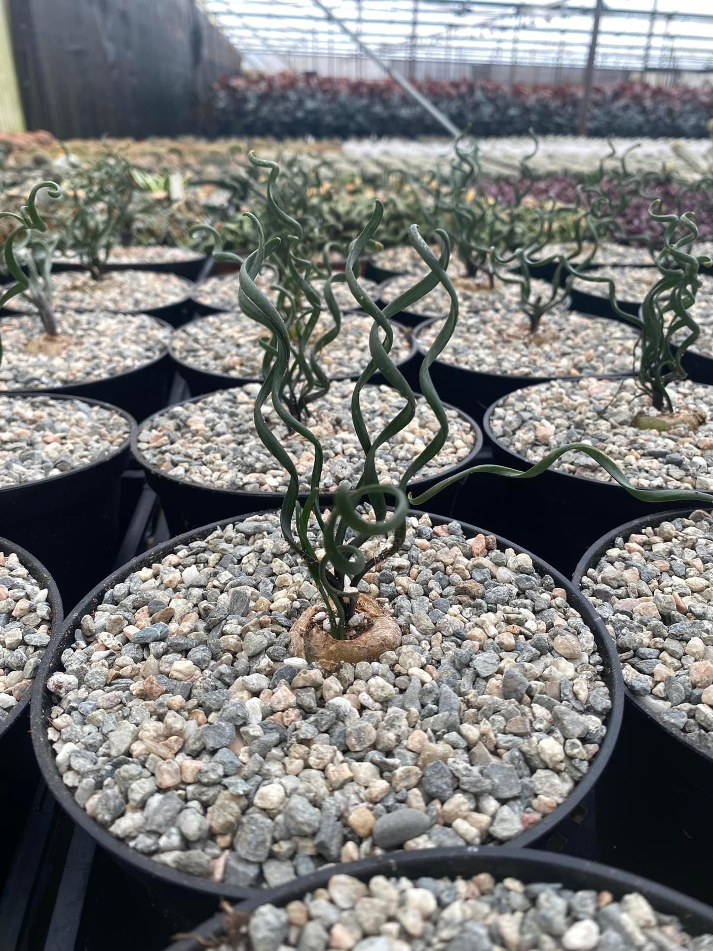 Albuca bruce-bayeri