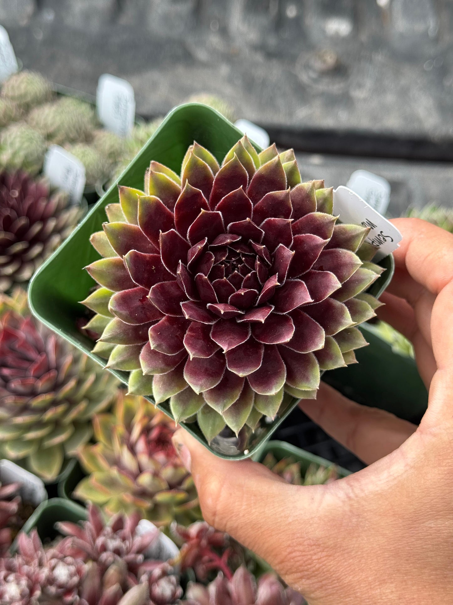 Charola de sempervivum mix