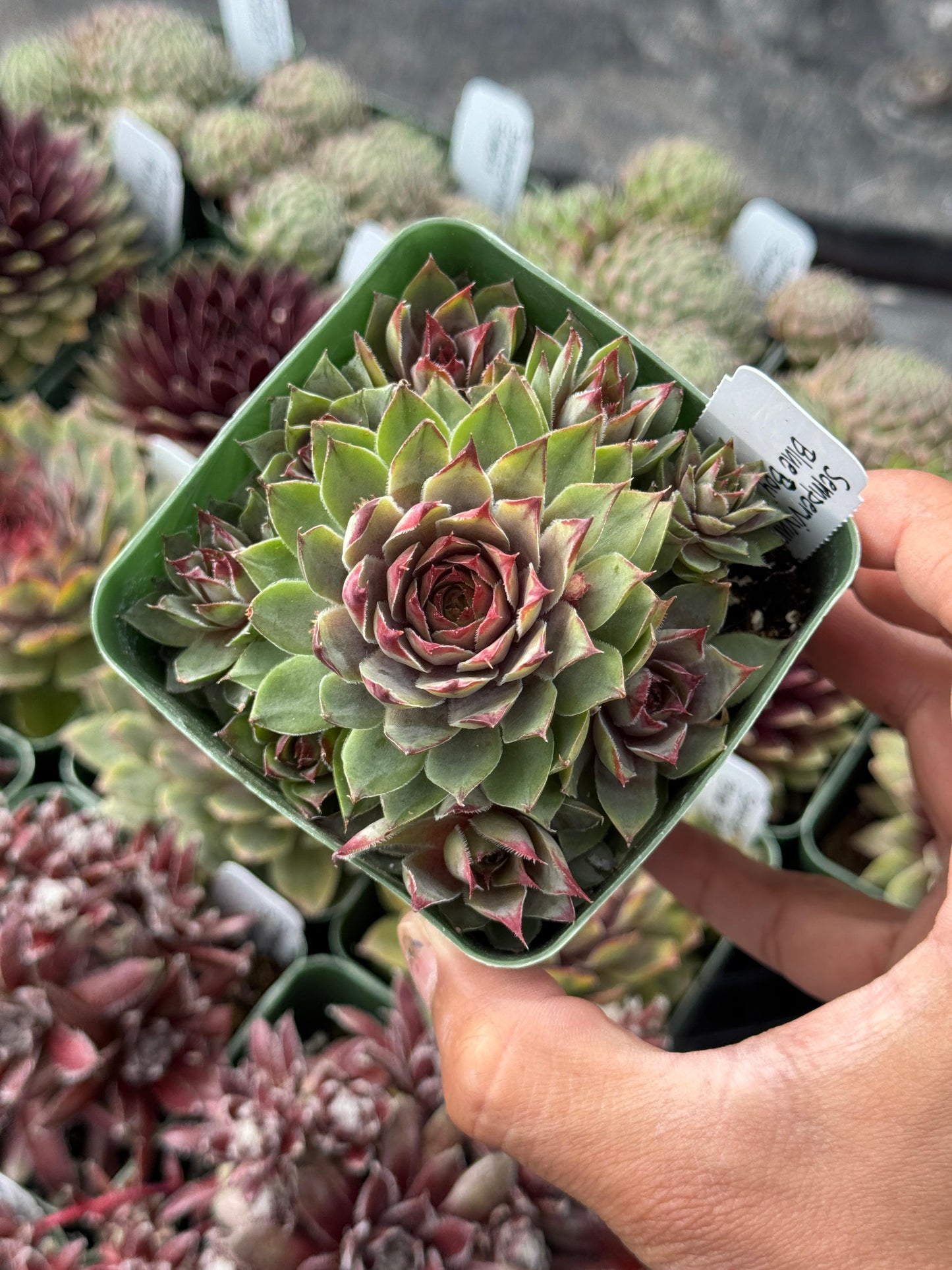 Charola de sempervivum mix